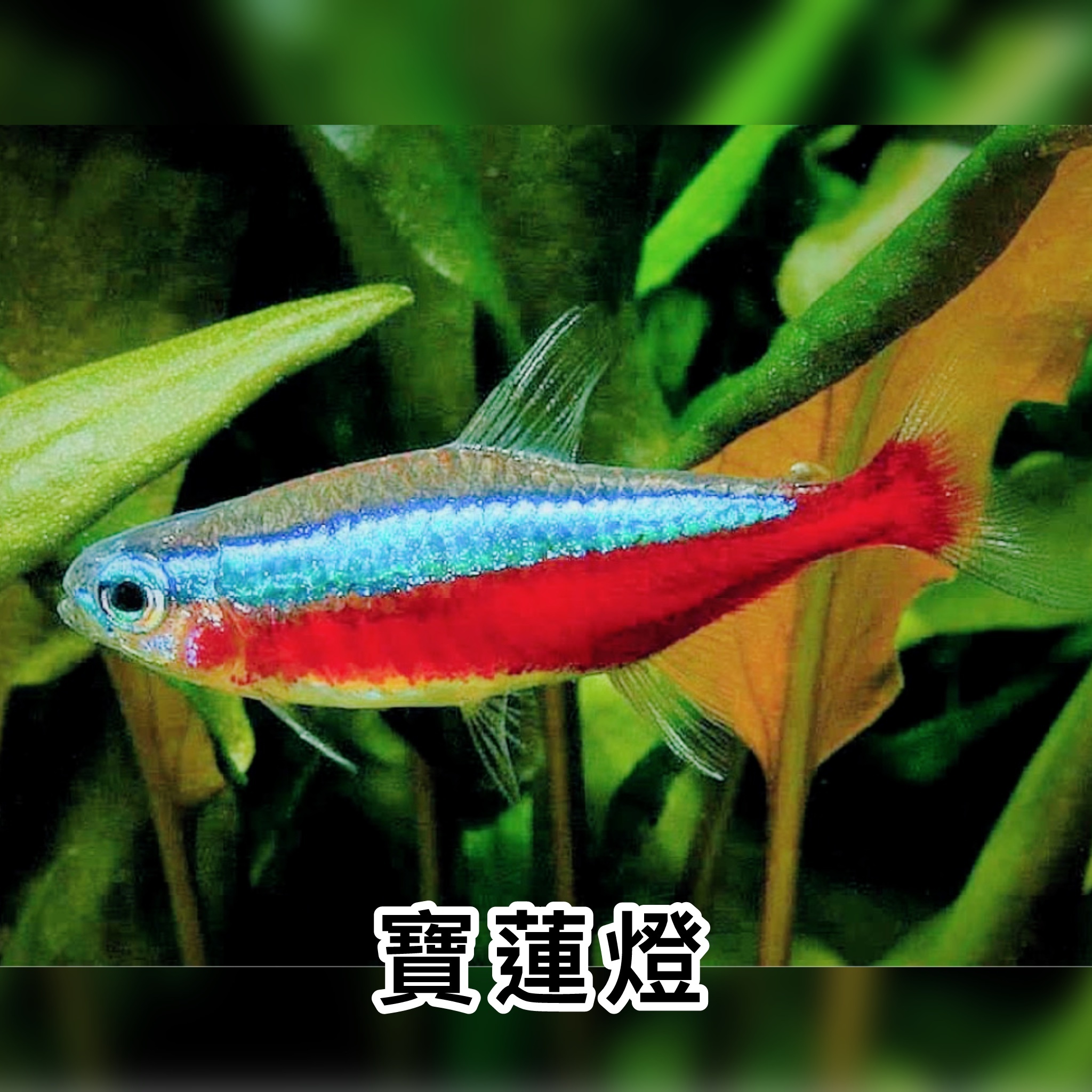 寶蓮燈｜Cardinal Tetra