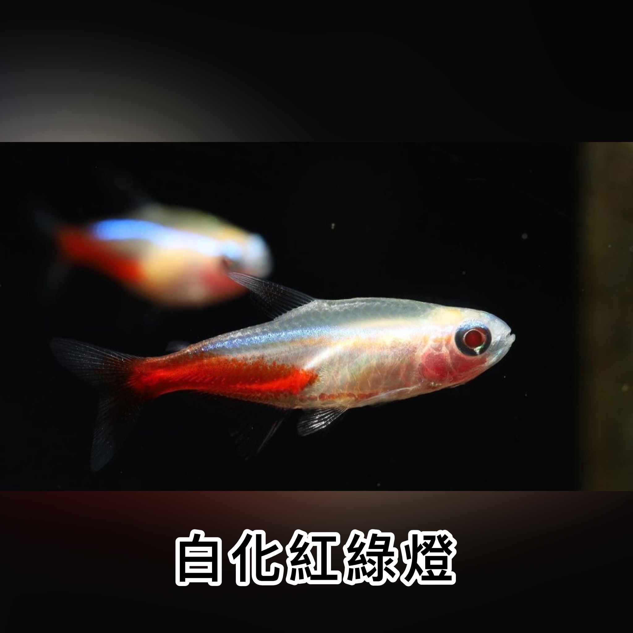 白化紅綠燈｜Albino Neon Tetra