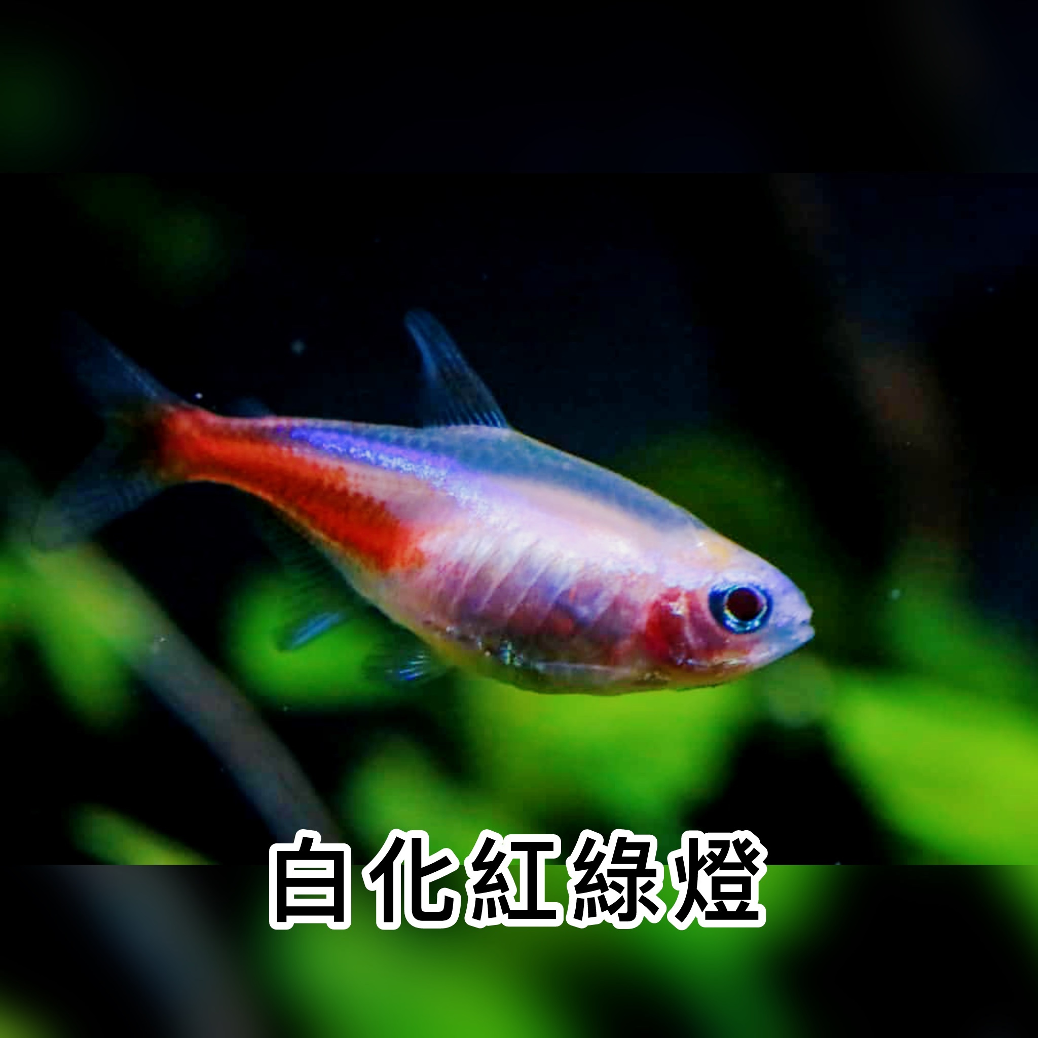 白化紅綠燈｜Albino Neon Tetra