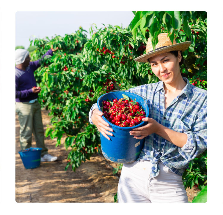 採摘車厘子, picking cherries