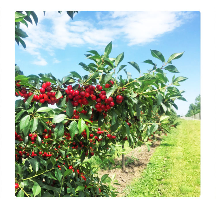 澳州車厘子, Australia cherries