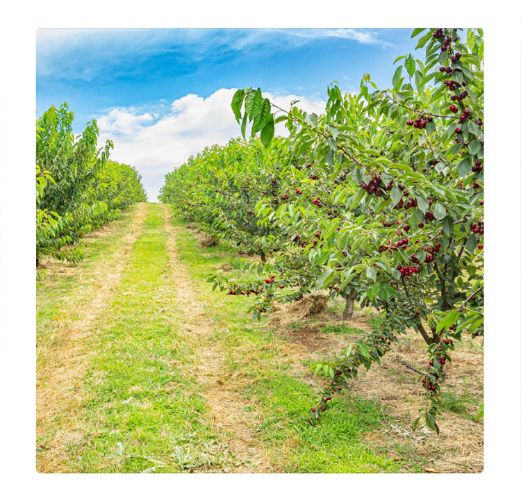車厘子又甜又多汁, sweet and juicy cherry