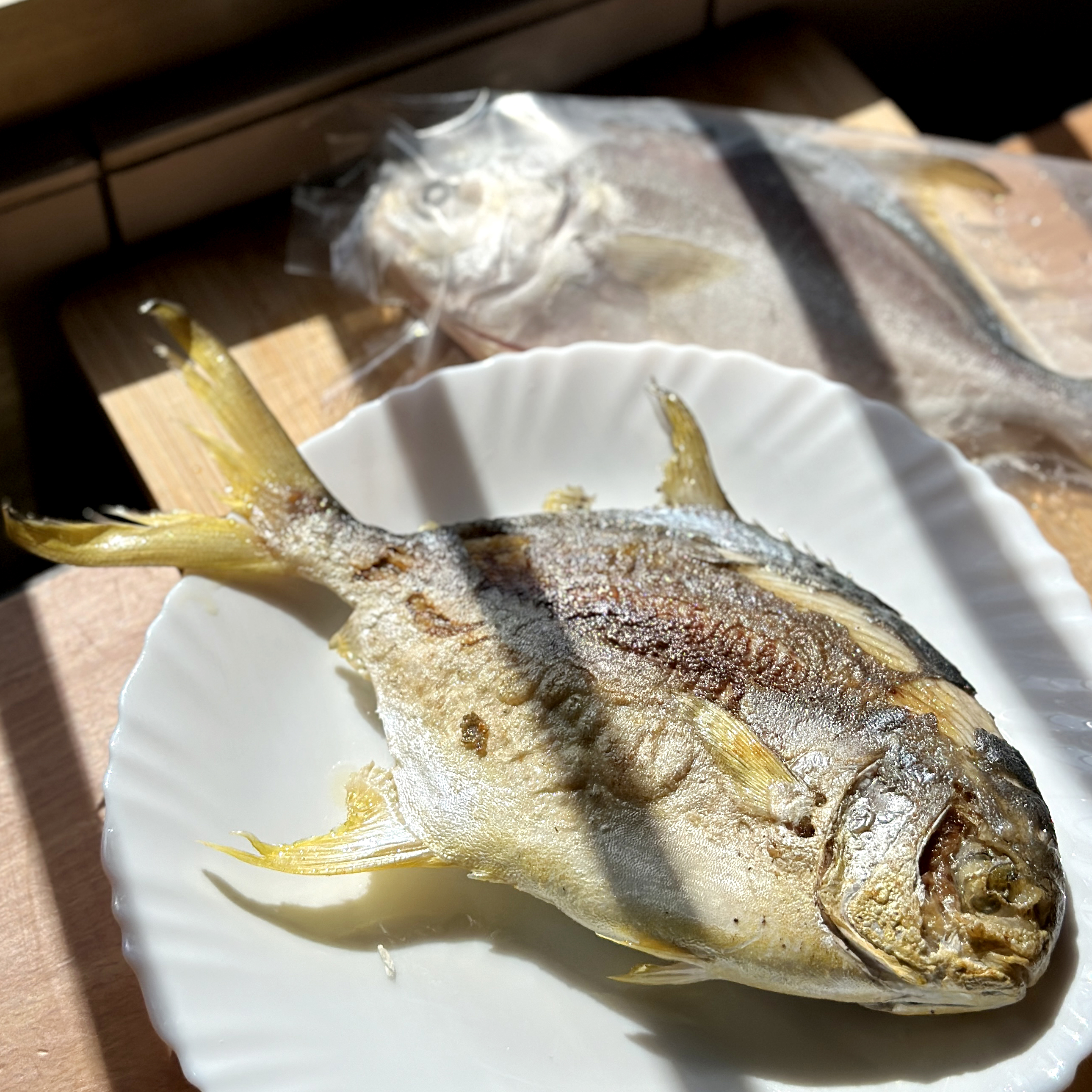 在地東石 友善養殖 三去富貴黃金鯧