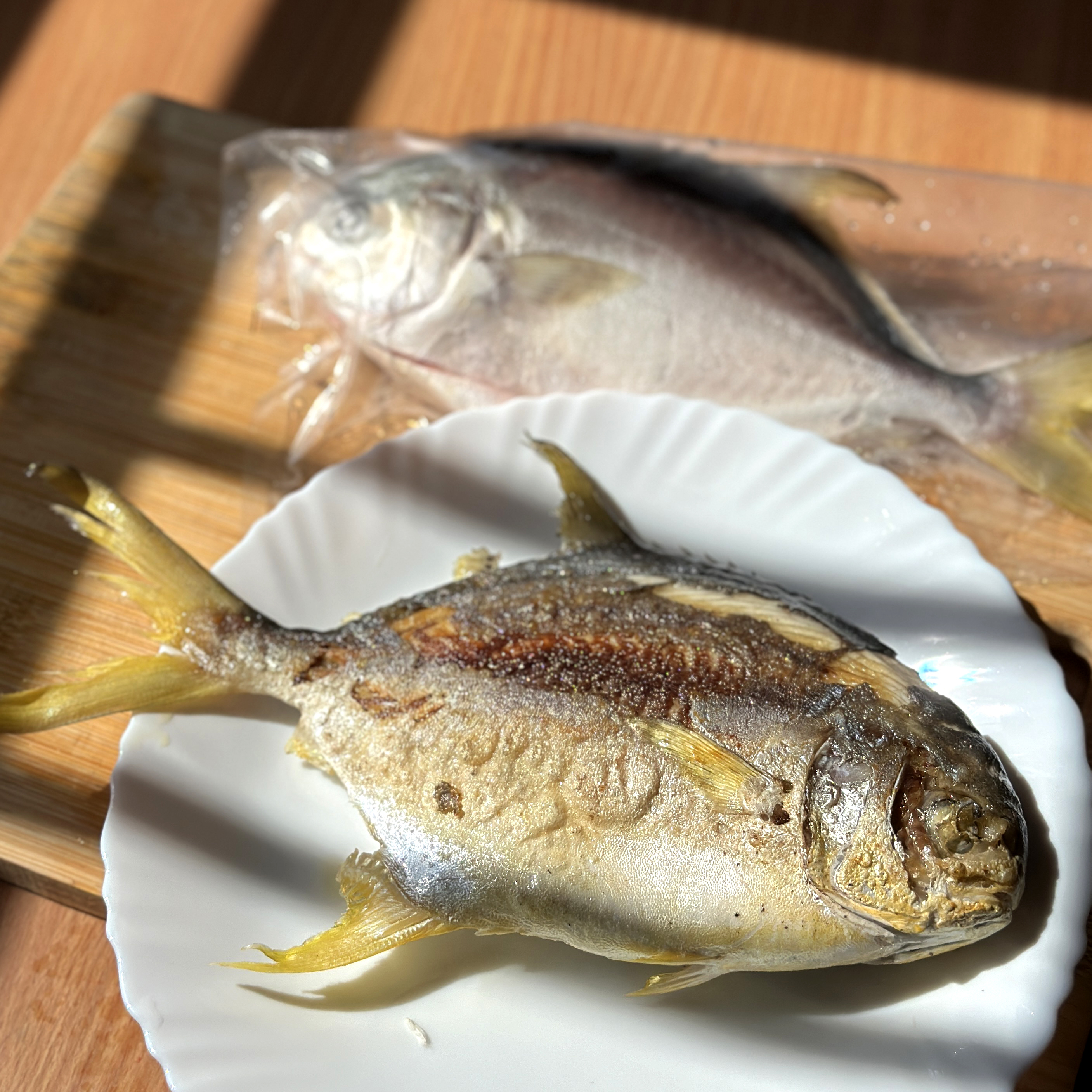 在地東石 友善養殖 三去富貴黃金鯧