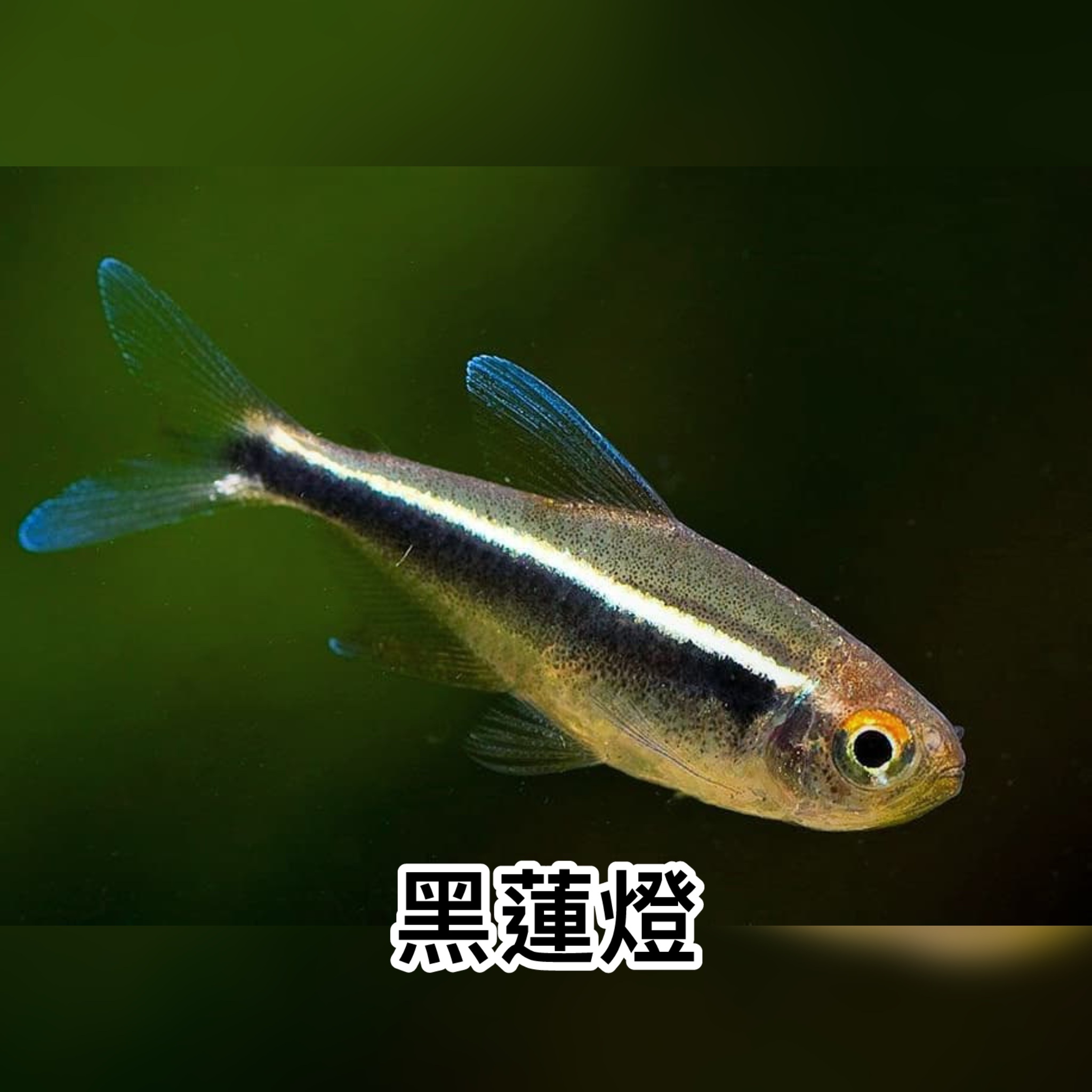 黑蓮燈｜Black Neon Tetra