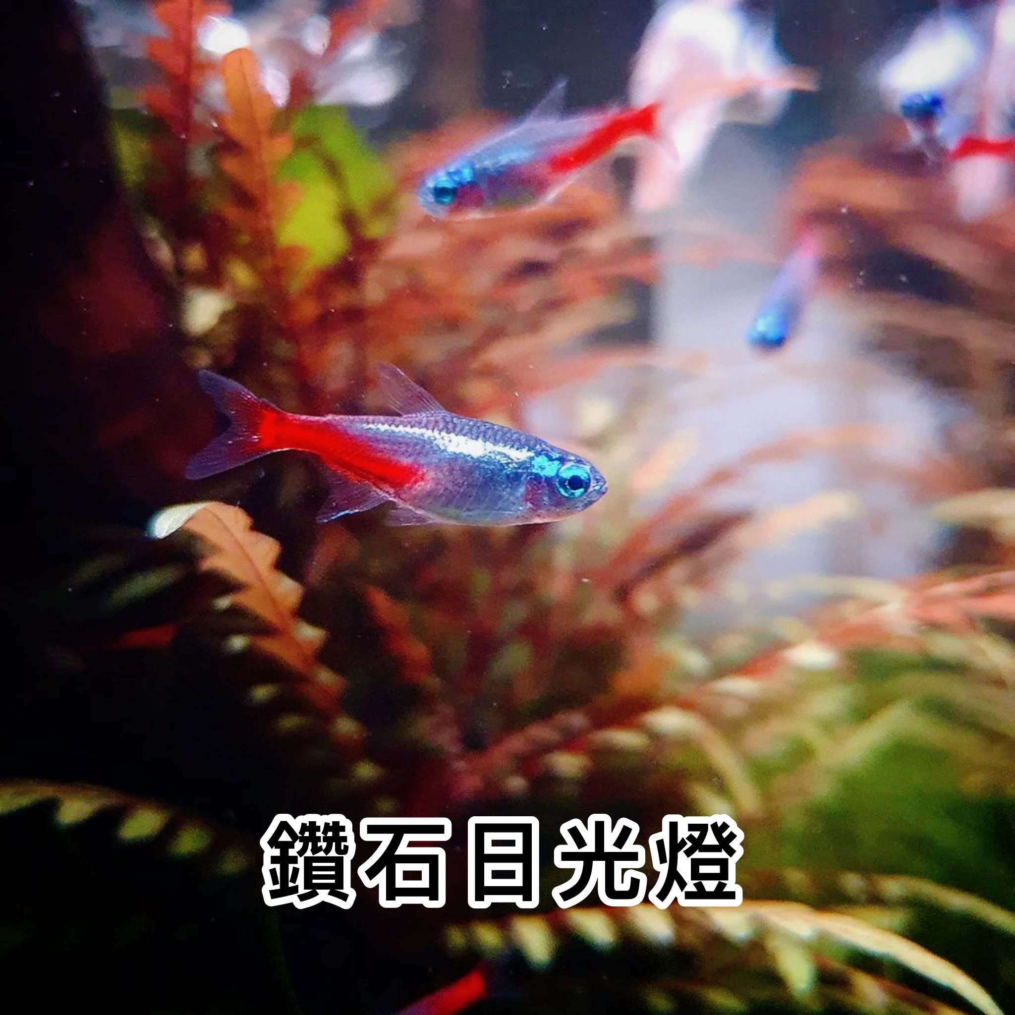 鑽石日光燈｜Diamond Head Neon Tetra