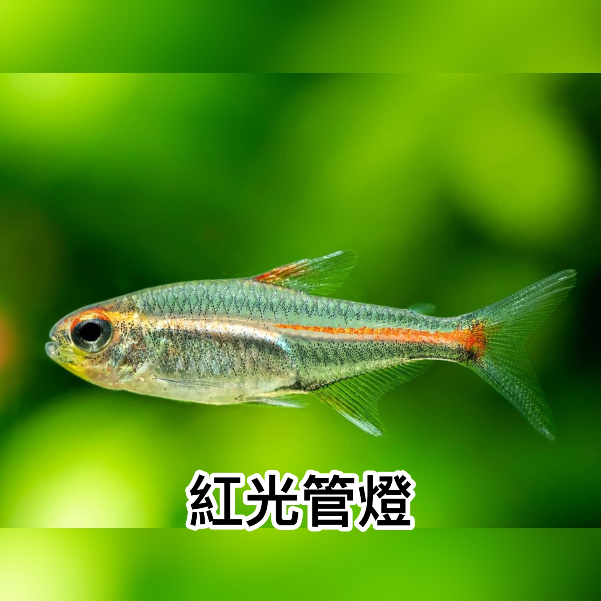 紅光管燈｜Glowlight tetras
