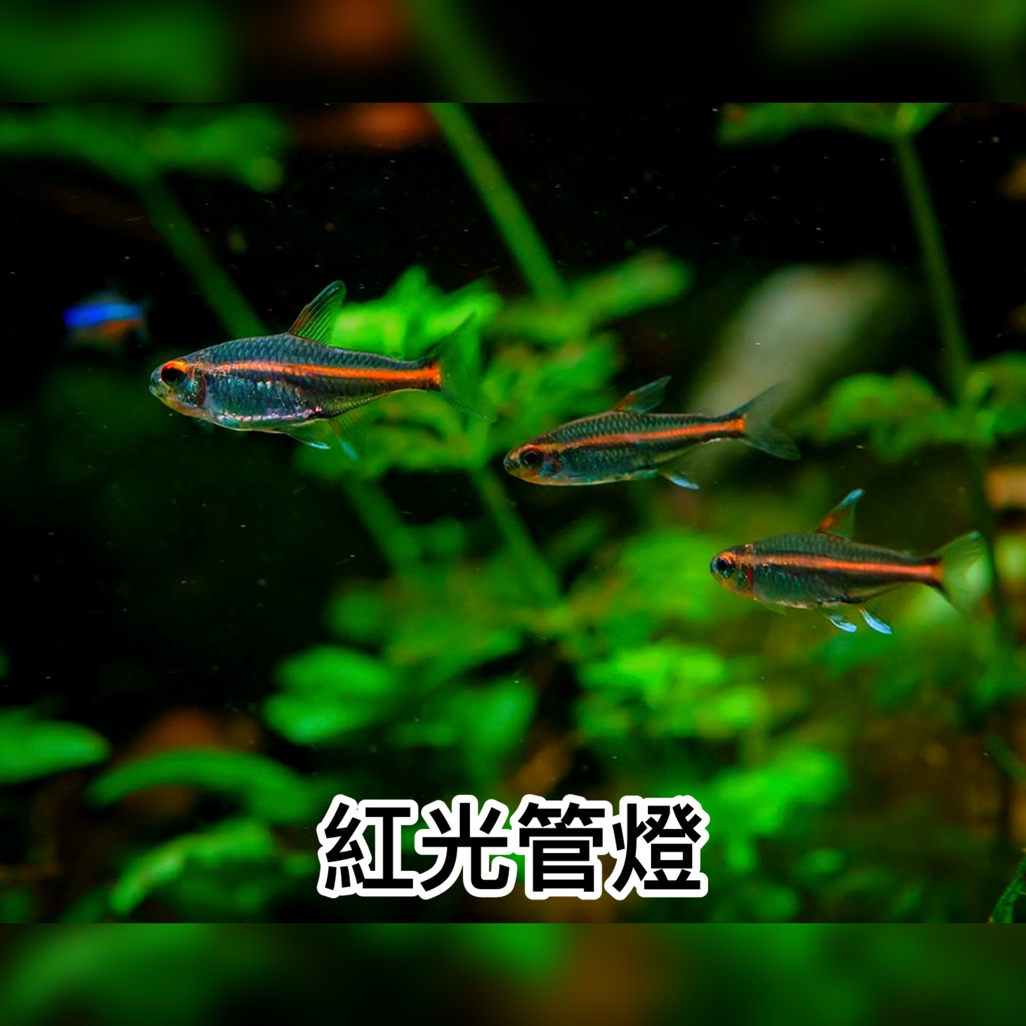 紅光管燈｜Glowlight tetras
