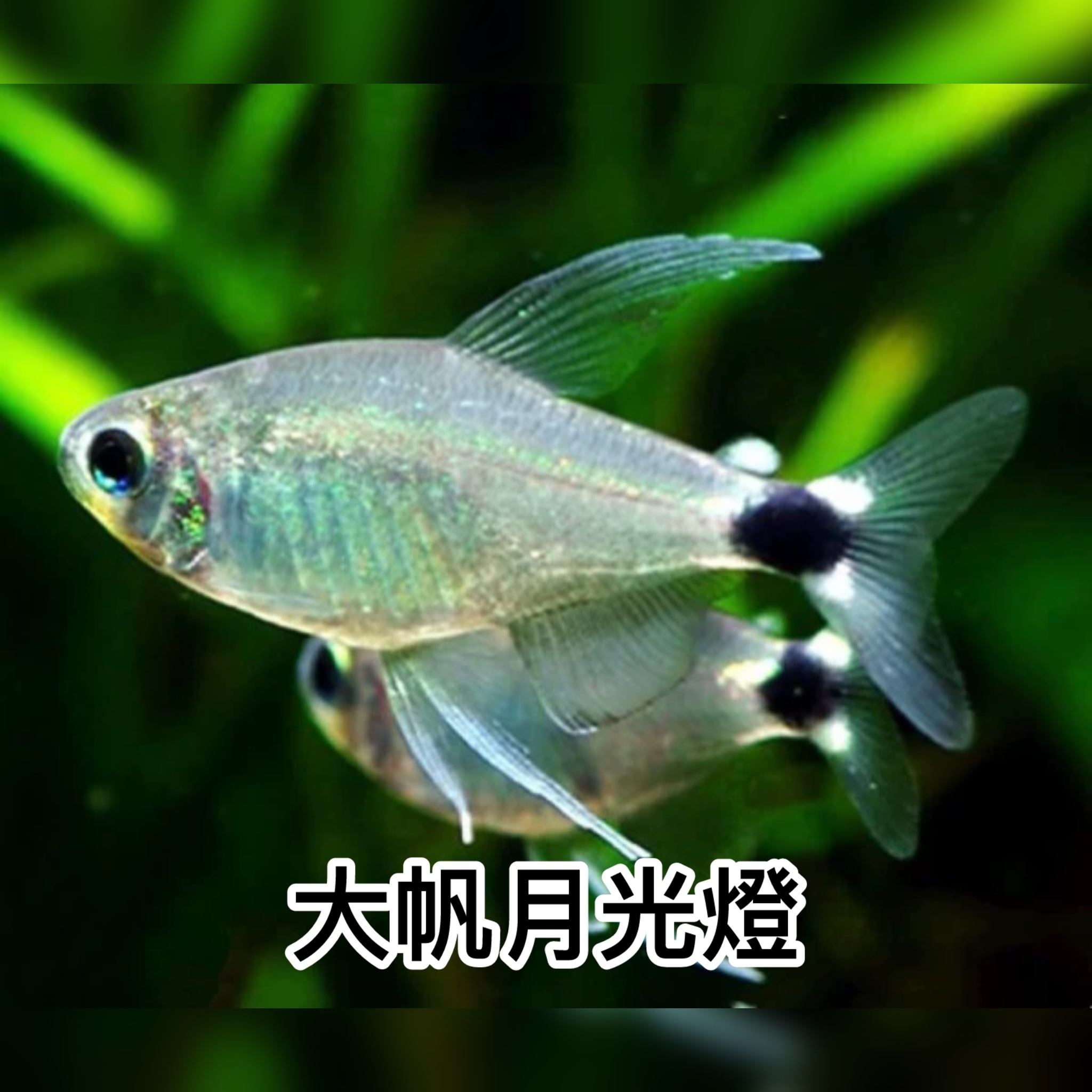大帆月光燈｜Reed Tetra