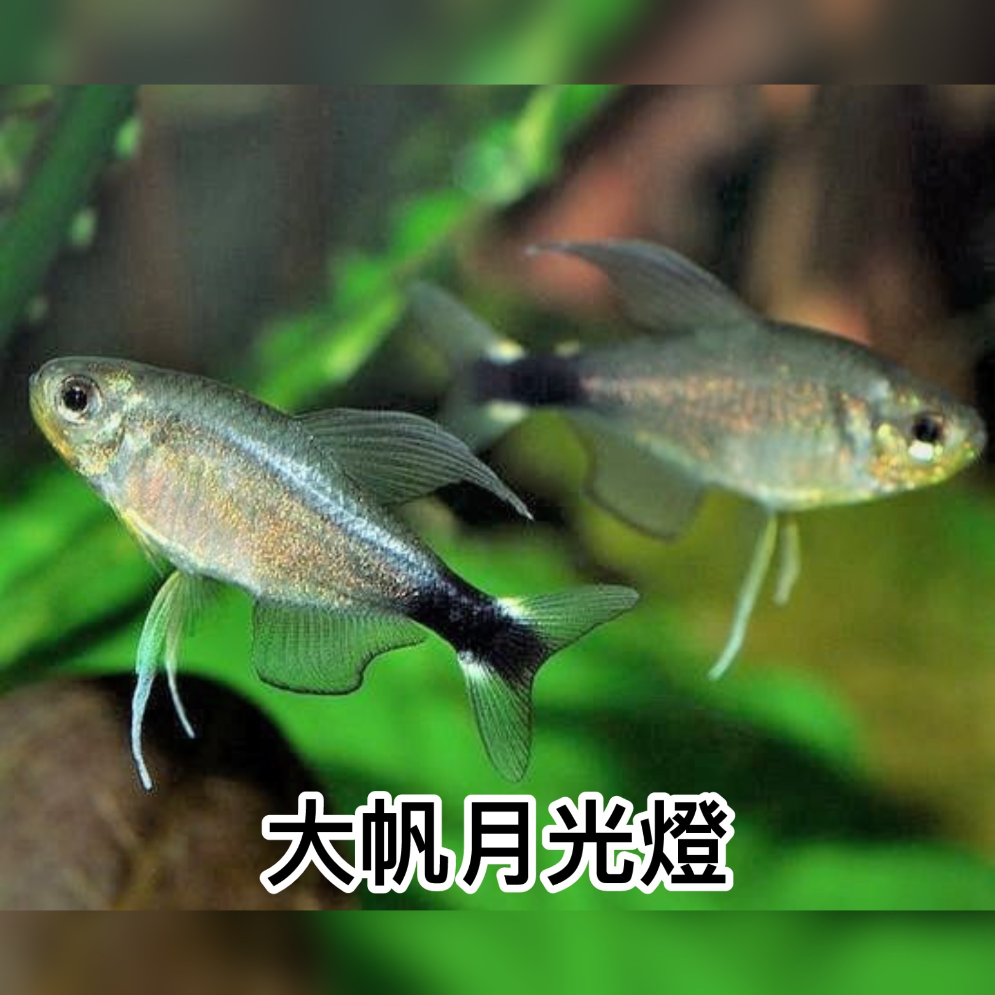 大帆月光燈｜Reed Tetra