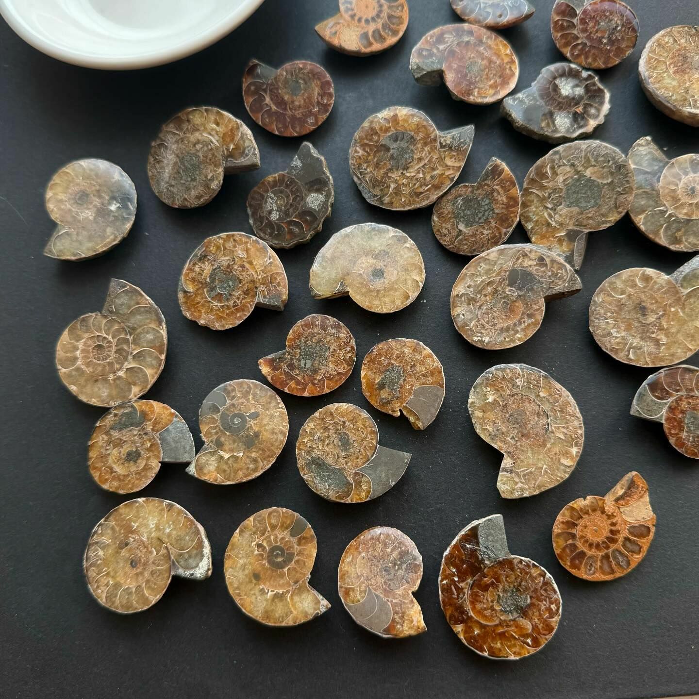 [原石] 斑彩螺化石