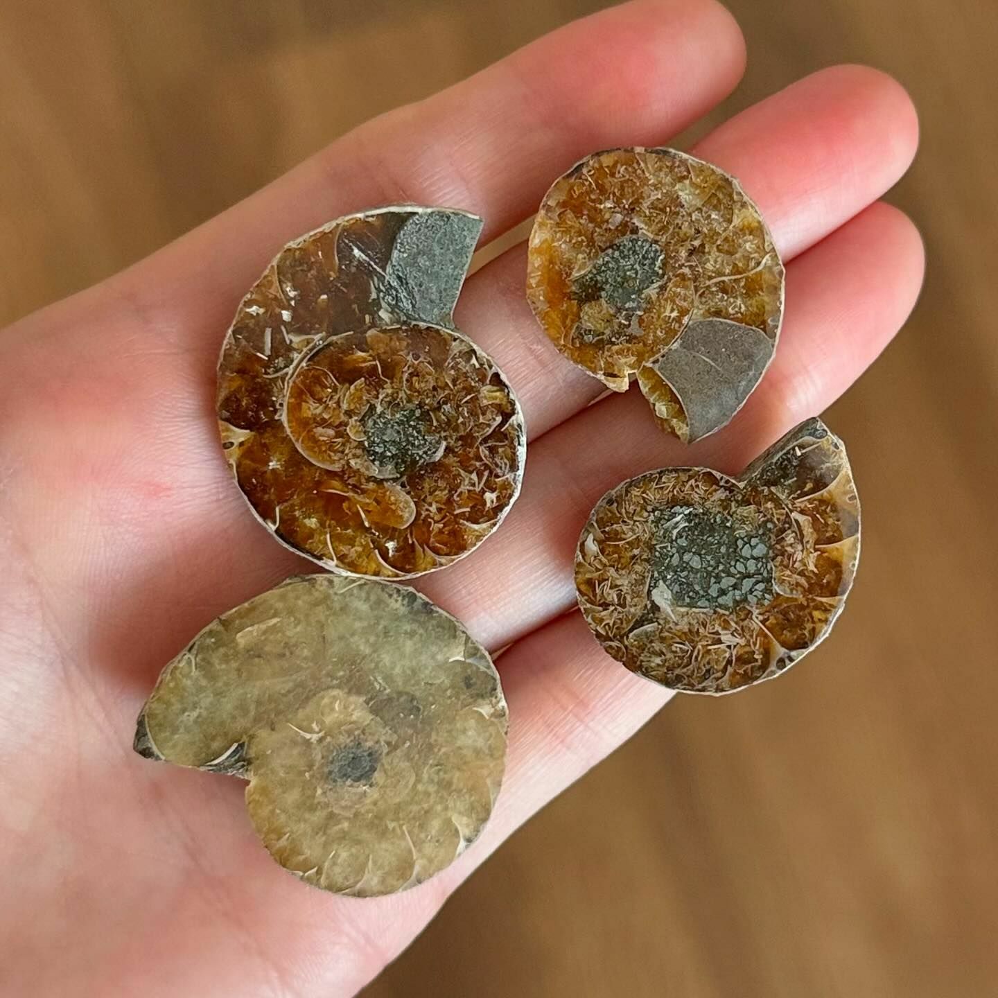 [原石] 斑彩螺化石