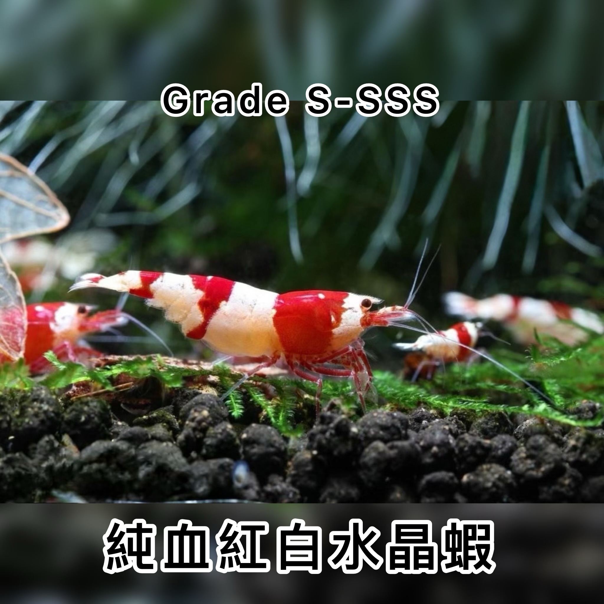 紅白水晶蝦 ｜Red Bee Shrimp