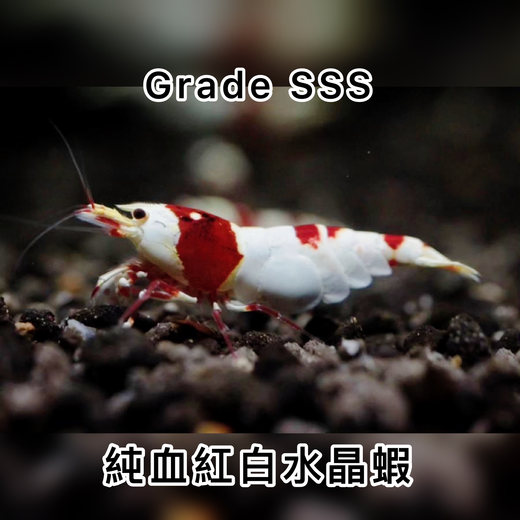 Grade SSS 紅白水晶蝦 ｜Grade SSS Red Bee Shrimp