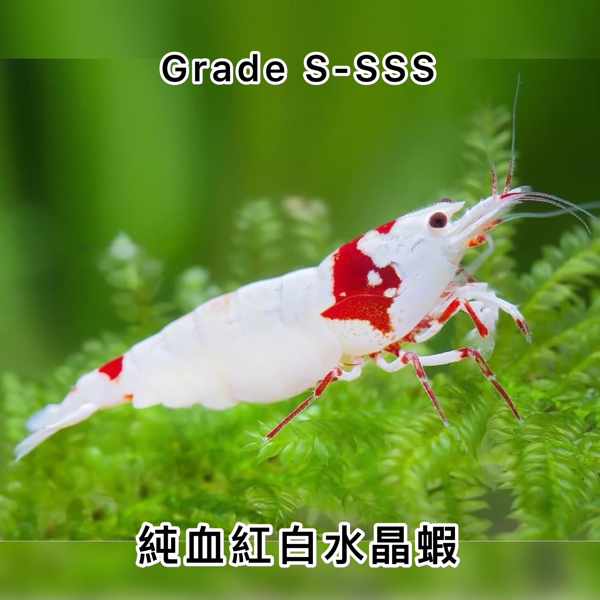 Grade SSS 紅白水晶蝦 ｜Grade SSS Red Bee Shrimp