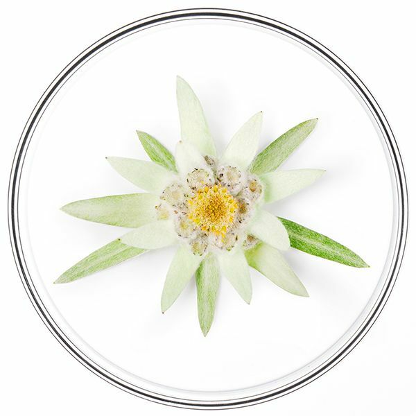 PROTECTING TARA TANNINS & SUNFLOWER SPROUTS EXTRACTS