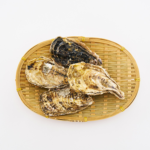 【富崎】日本生食級 2L帶殼大生蠔/解凍即食(100-150g/顆)