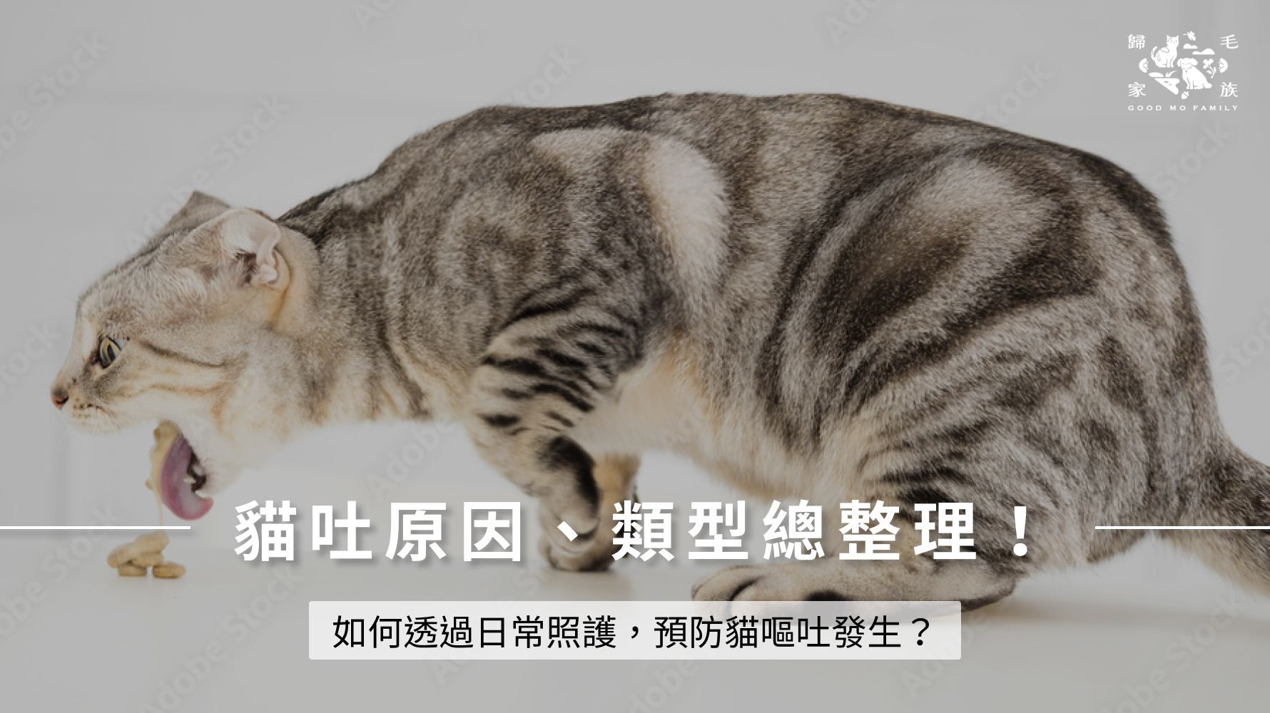 貓吐原因、類型總整理!如何透過日常照護,預防貓嘔吐發生?