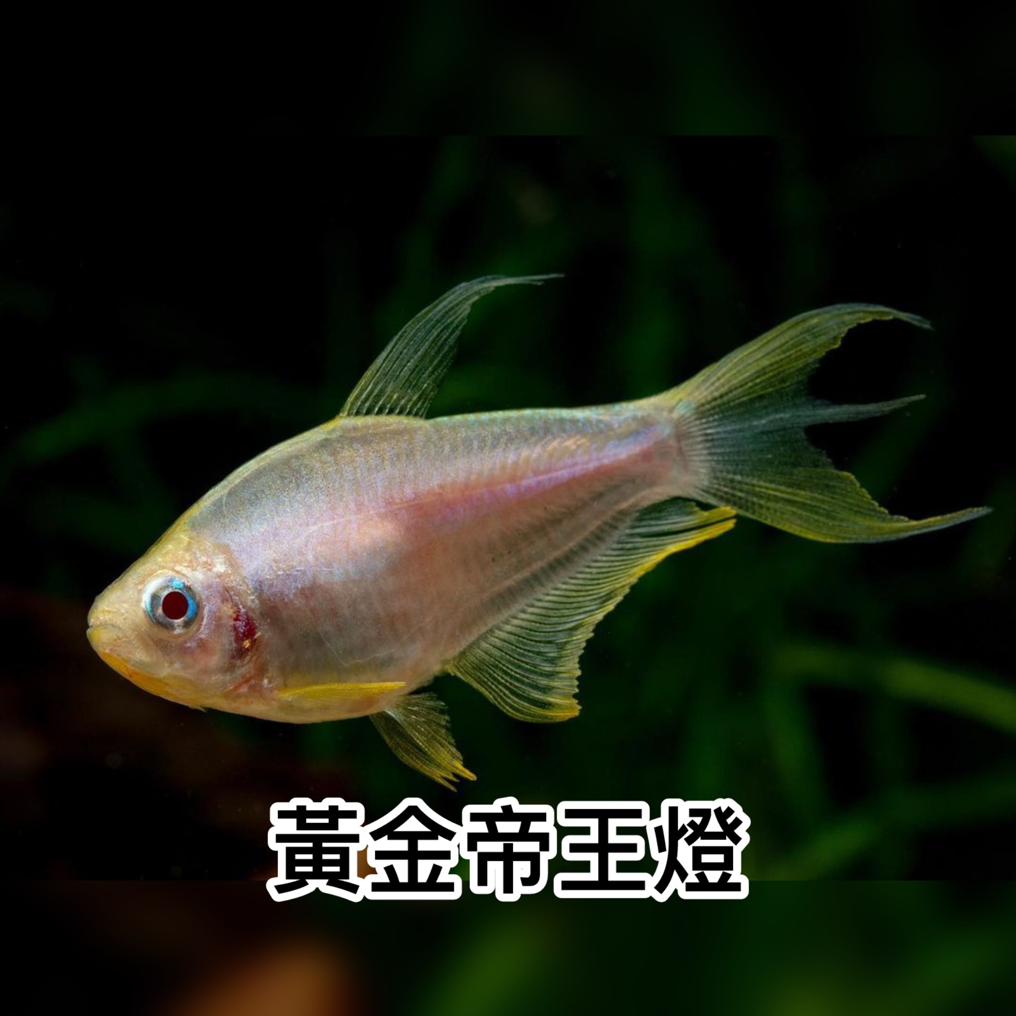 黄金帝王燈｜Golden Emperor tetra