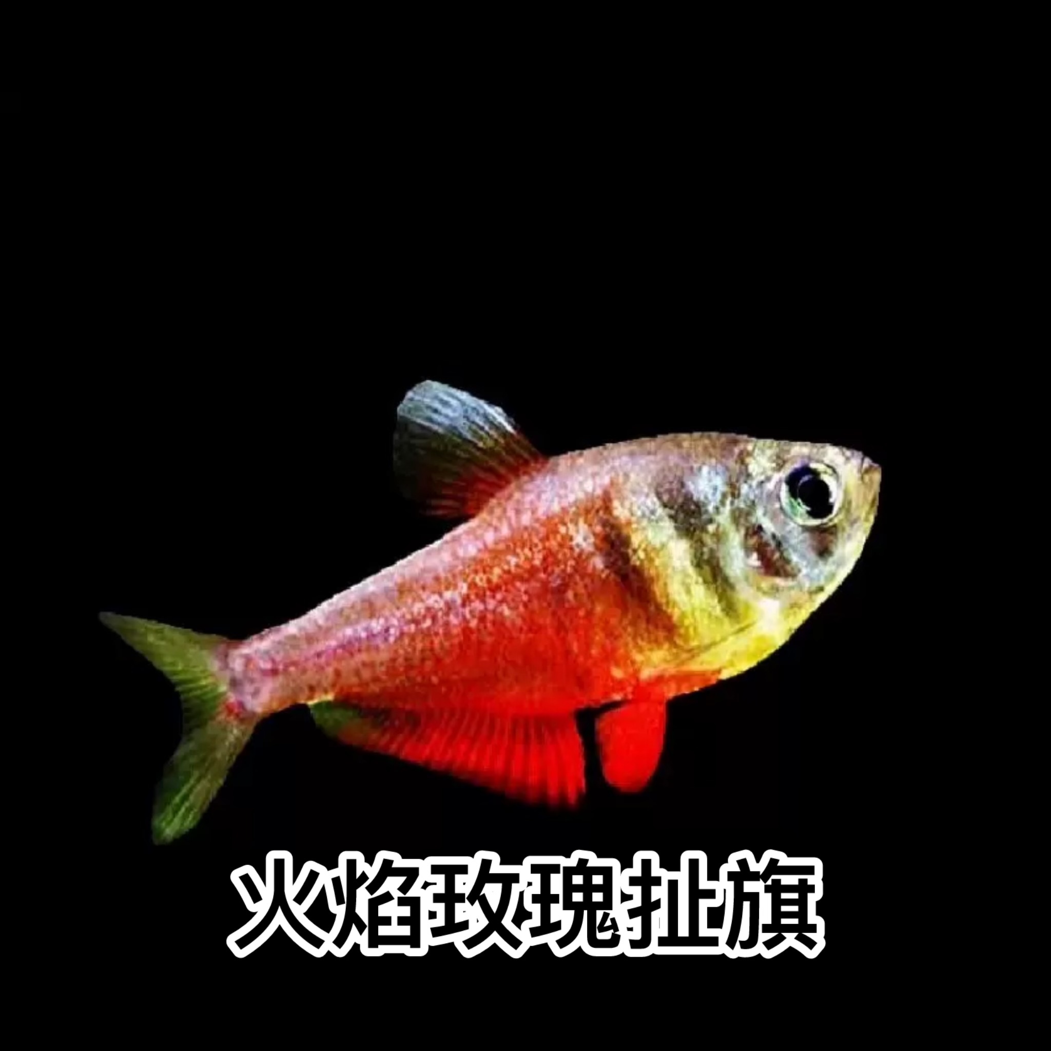 火焰玫瑰扯旗｜Rosy tetra