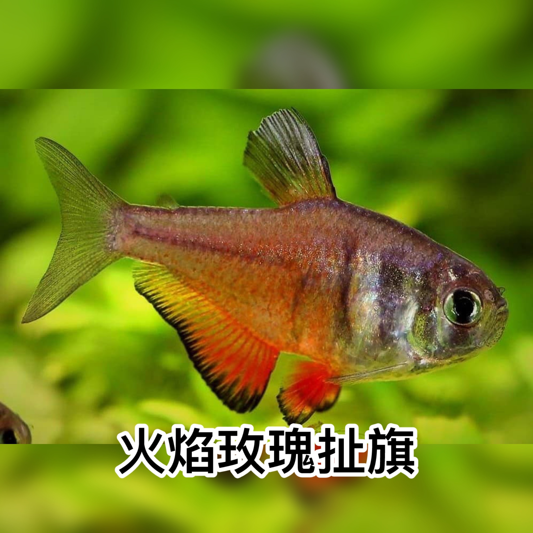 火焰玫瑰扯旗｜Rosy tetra