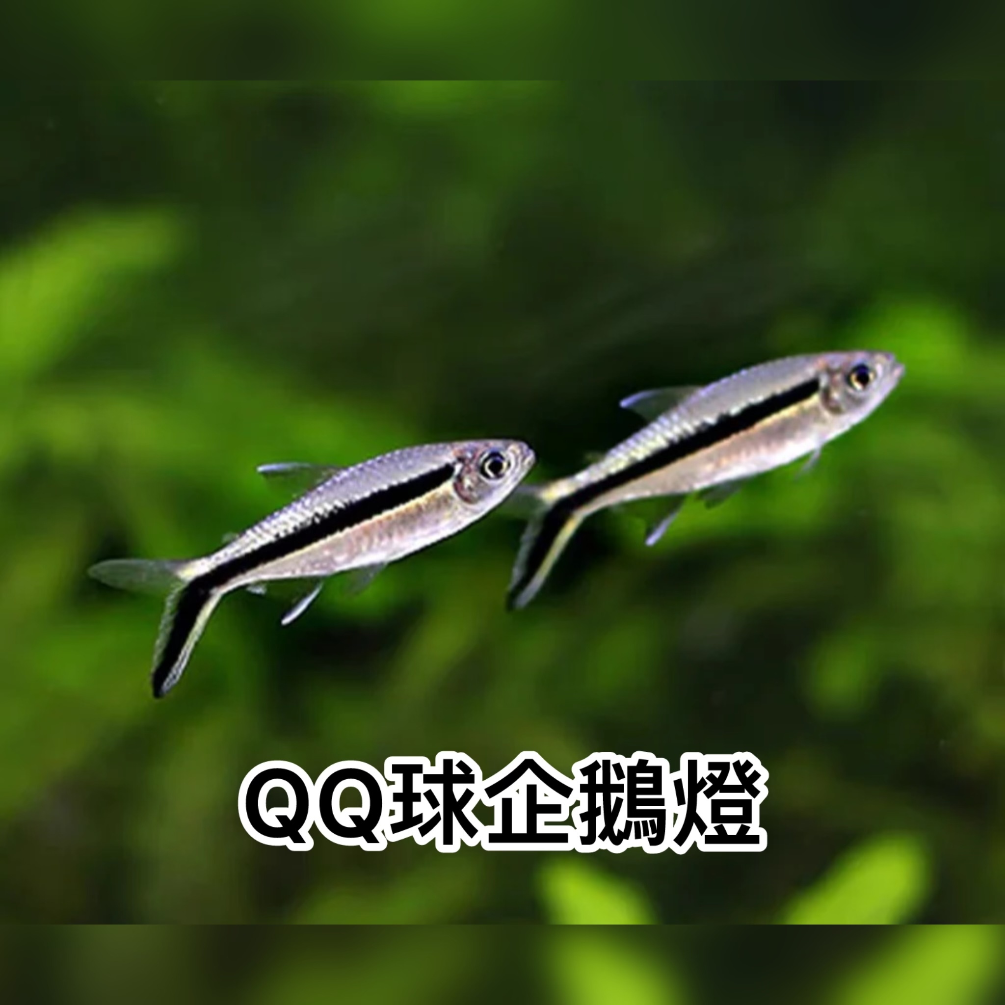 QQ球企鵝燈｜False Penguin Tetra