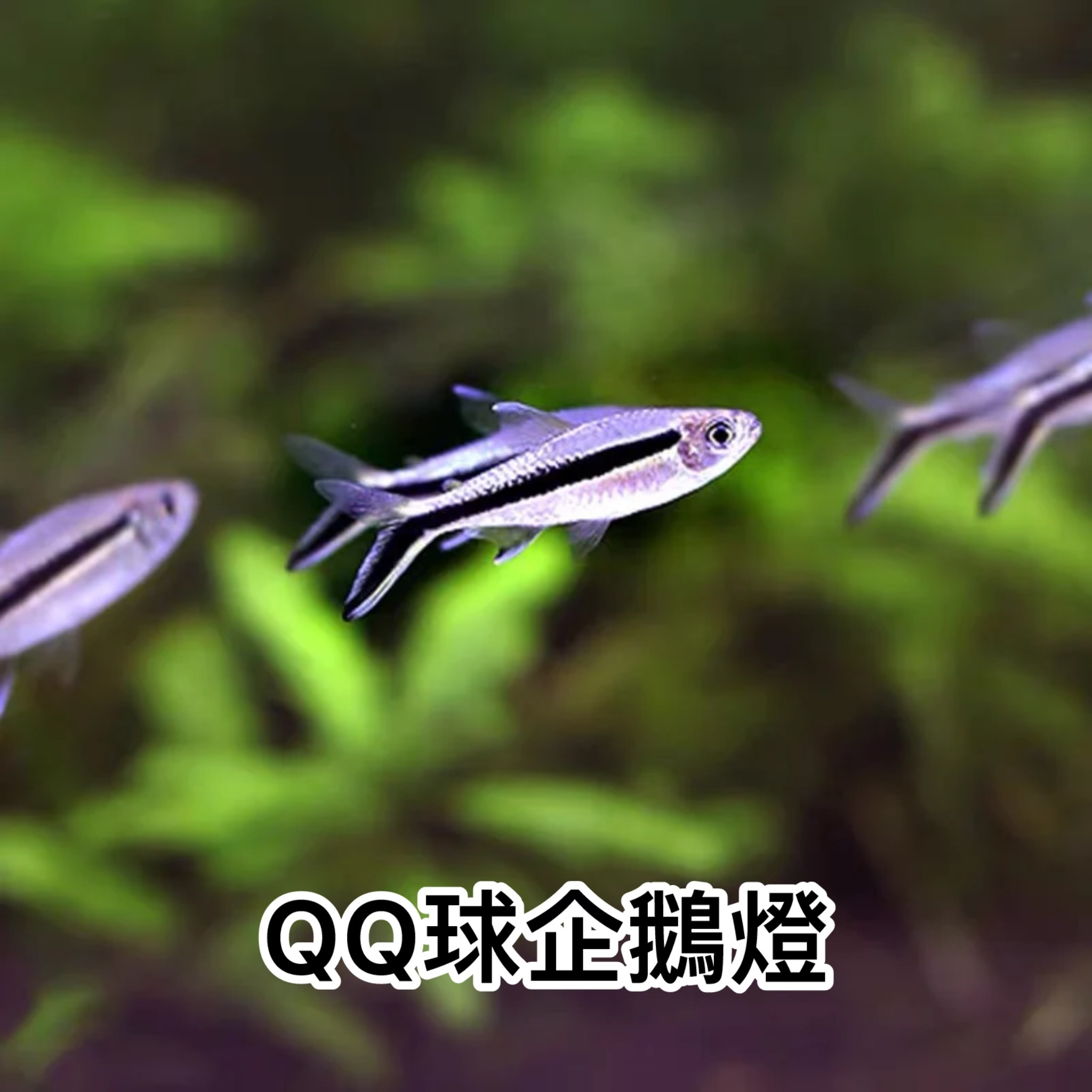 QQ球企鵝燈｜False Penguin Tetra