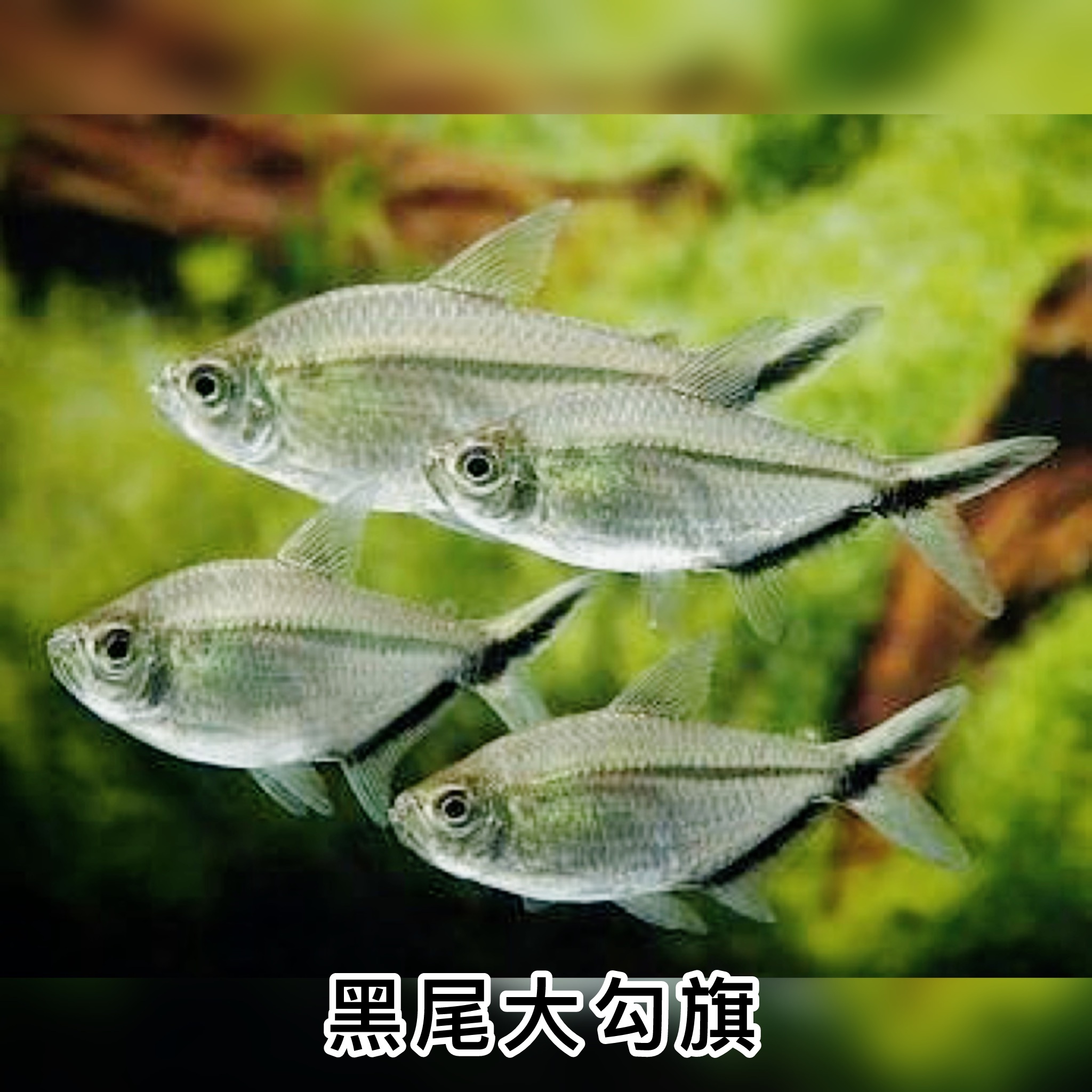 黑尾大勾燈｜Costae Tetra