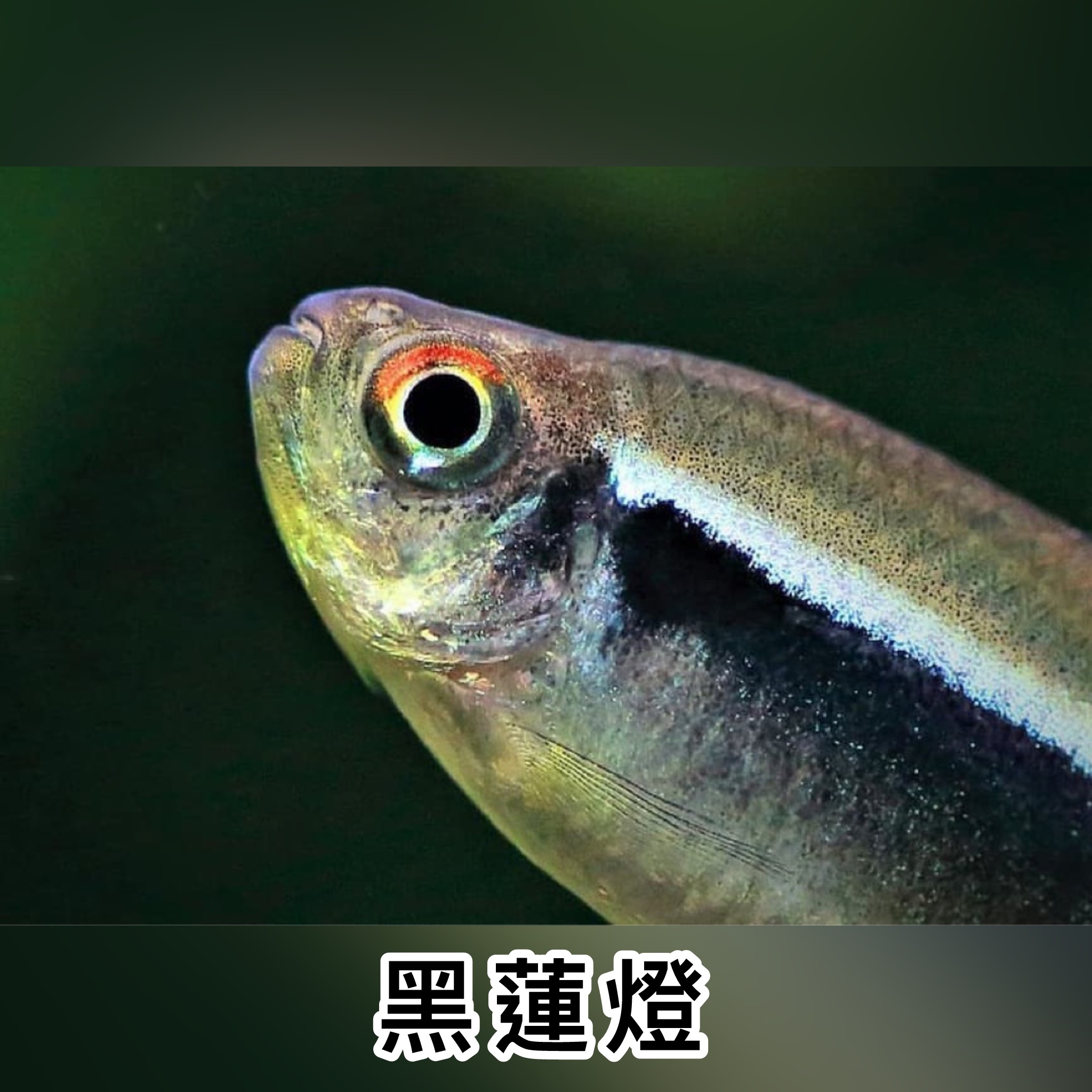黑蓮燈｜Black Neon Tetra