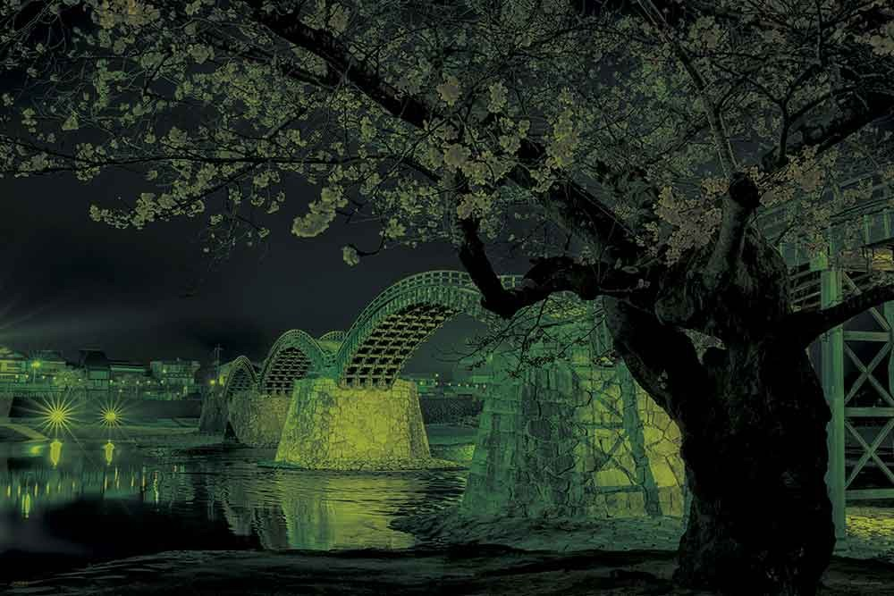 錦帶橋夜櫻 (夜光)
