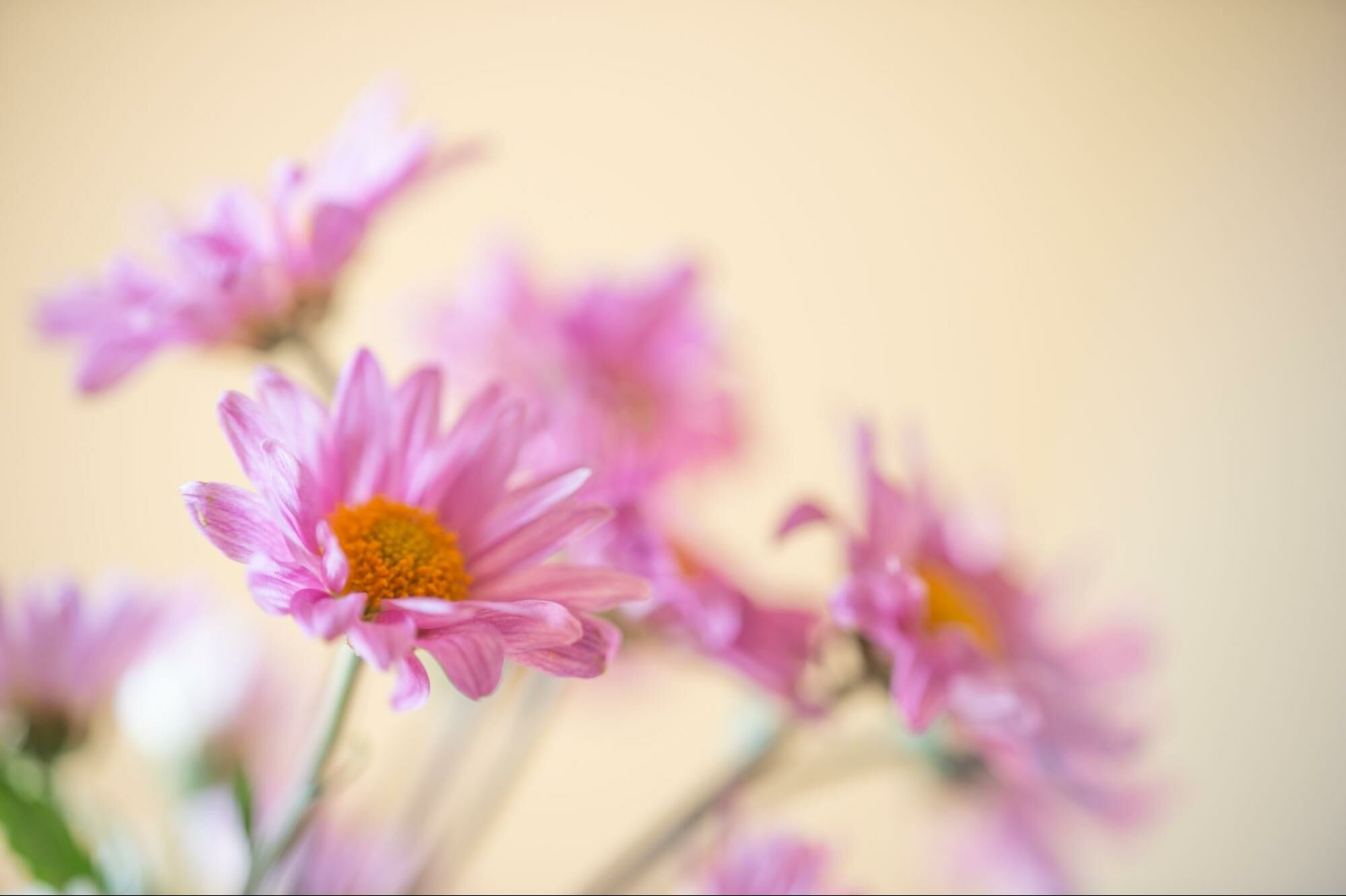 花香調精油