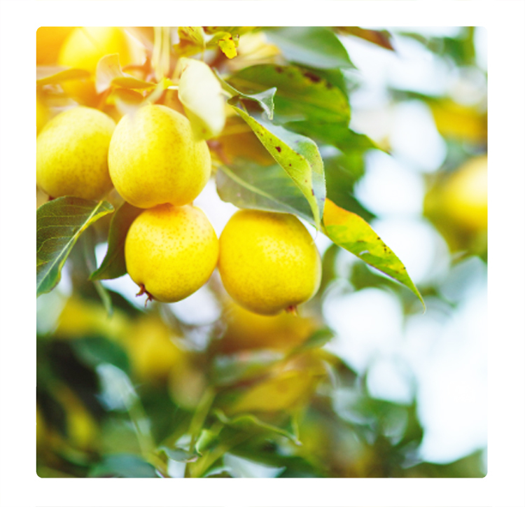 在樹上的鴨梨, 水果樹, white pear on tree, fruit tree