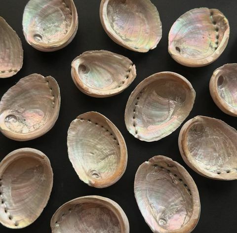 [原石] 澳洲綠色鮑魚貝 適合放置聖木或水晶