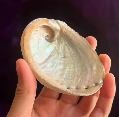 [原石] 澳洲綠色鮑魚貝 適合放置聖木或水晶