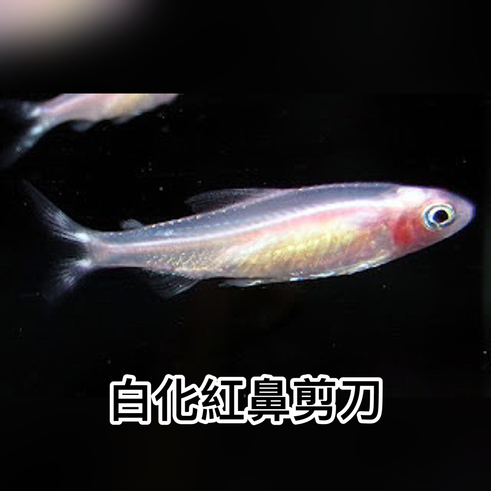 白化紅鼻剪刀｜Albino Rummy Nose tetra