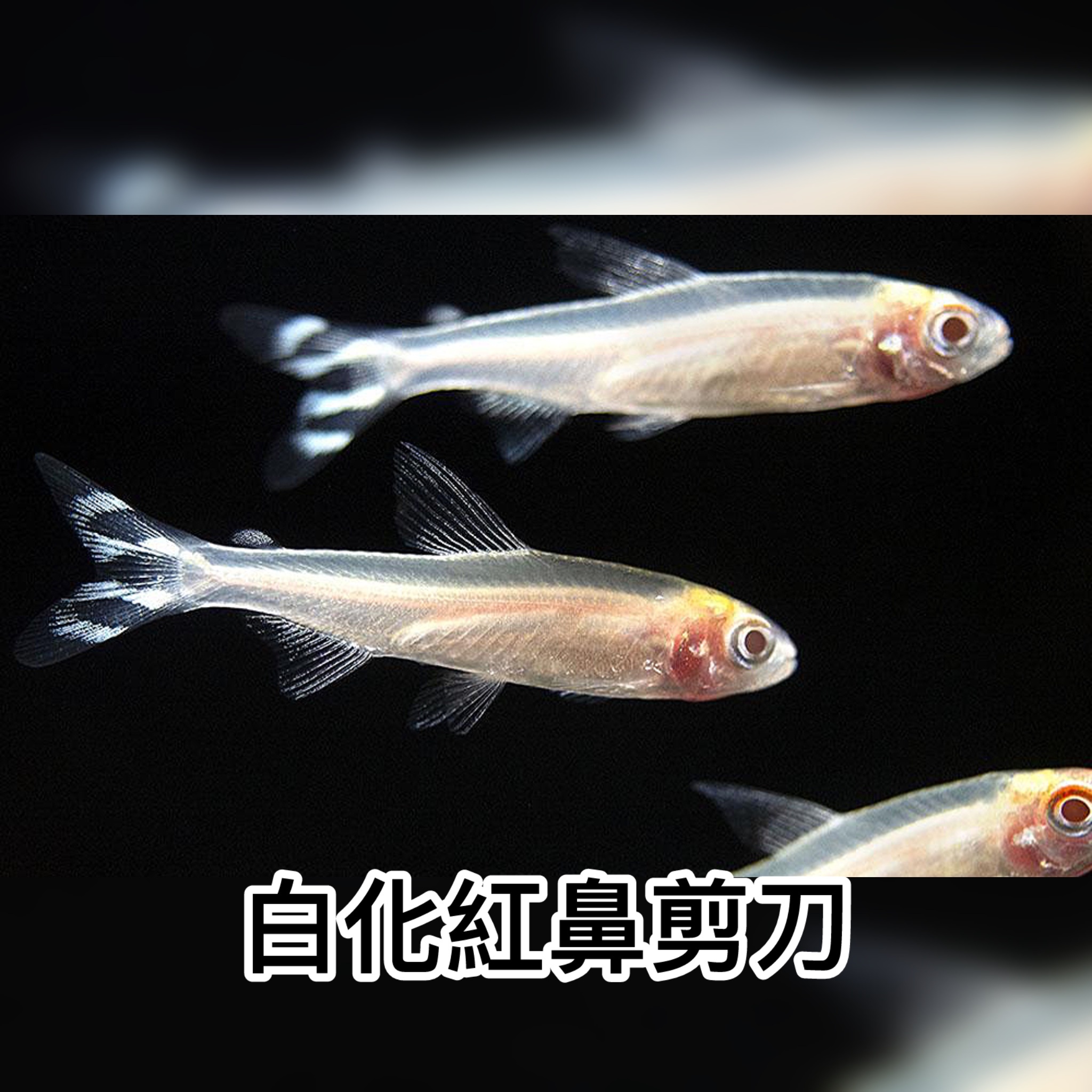 白化紅鼻剪刀｜Albino Rummy Nose tetra