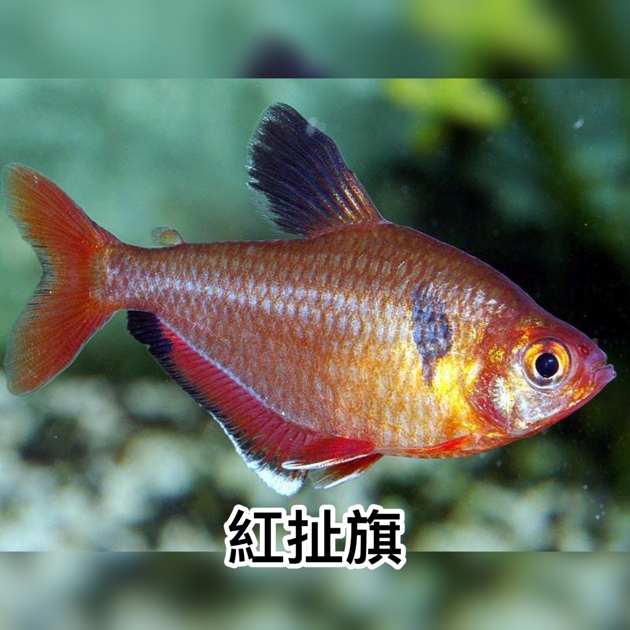 紅扯旗 ｜Serpae Tetra