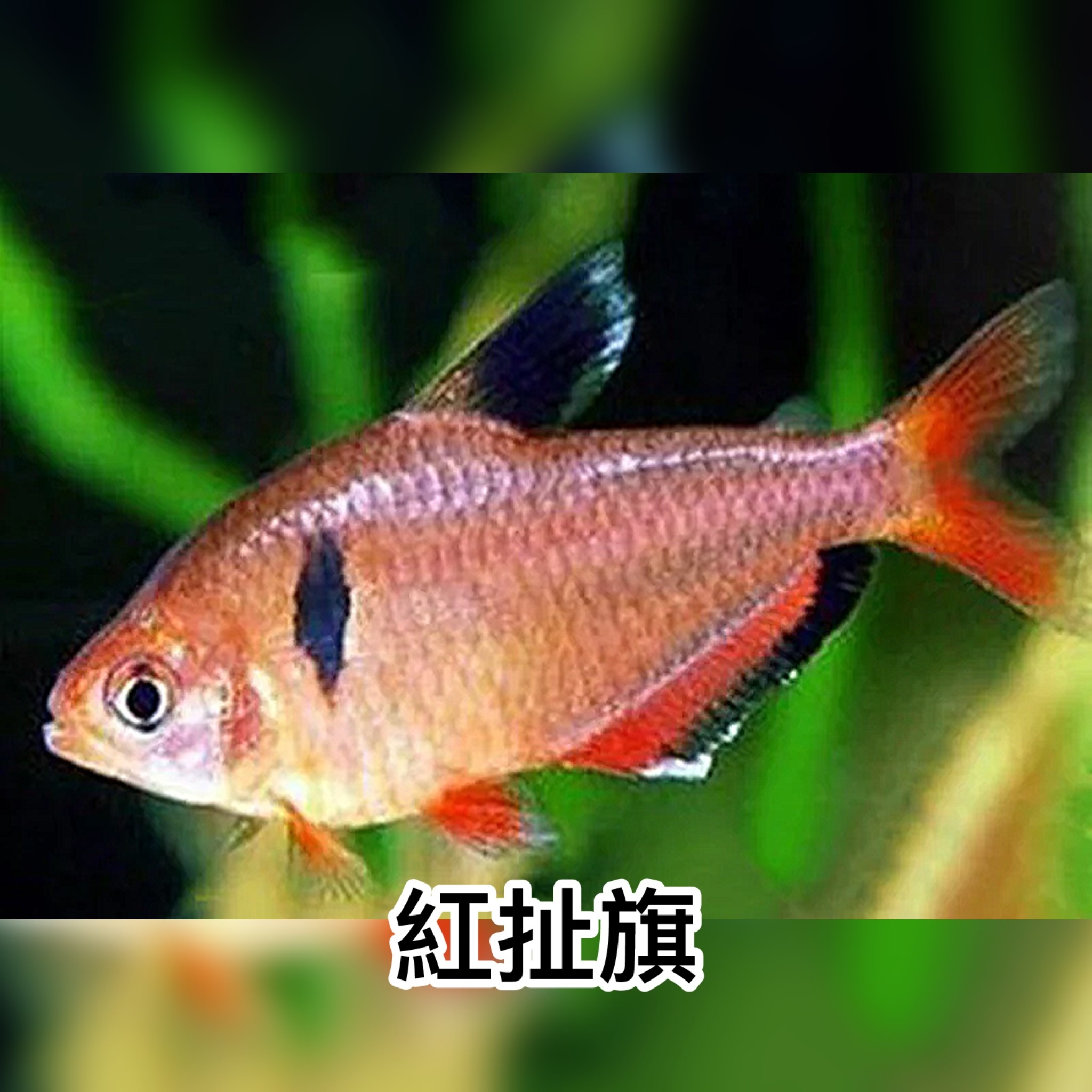 紅扯旗 ｜Serpae Tetra