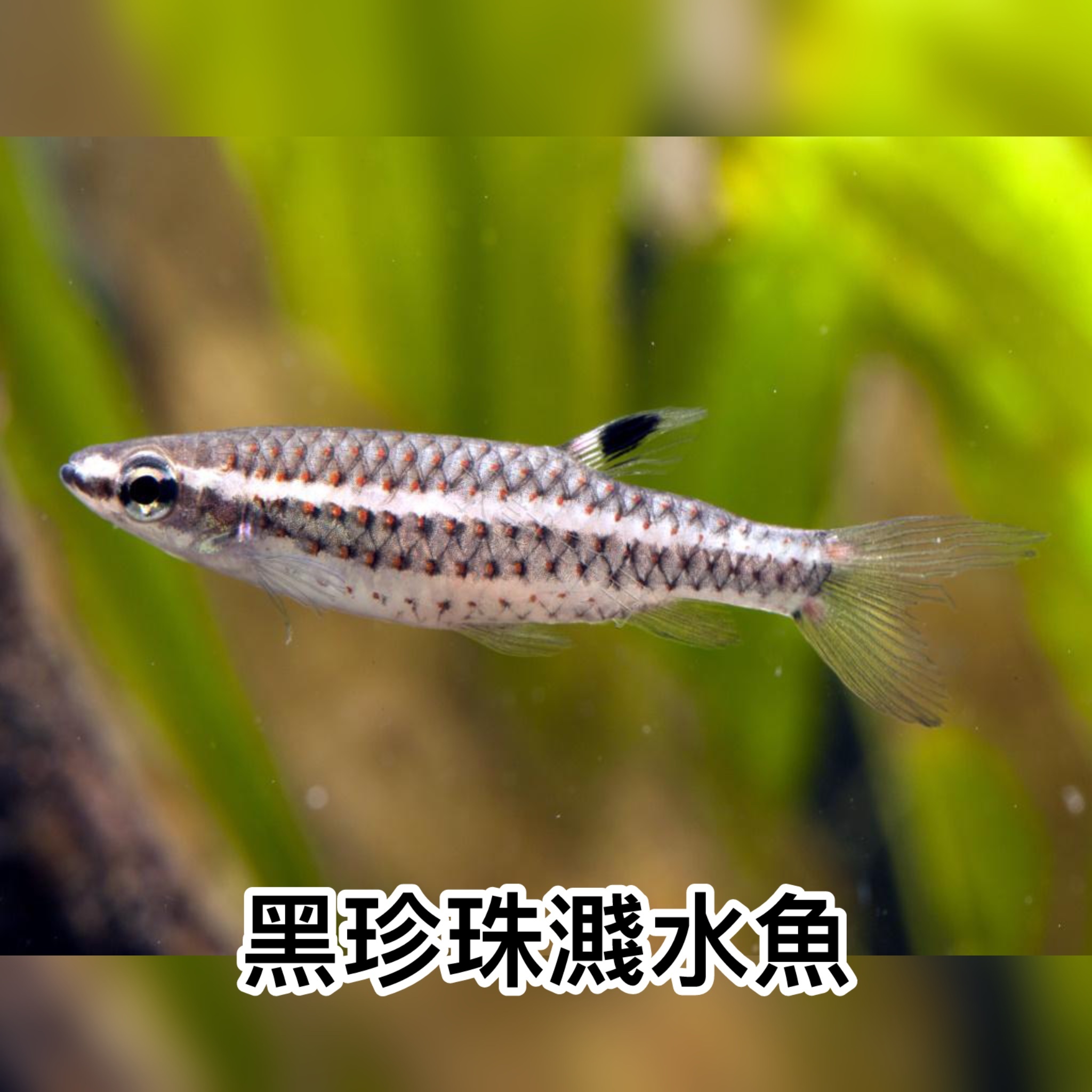 黑珍珠濺水魚｜Spotted tetra