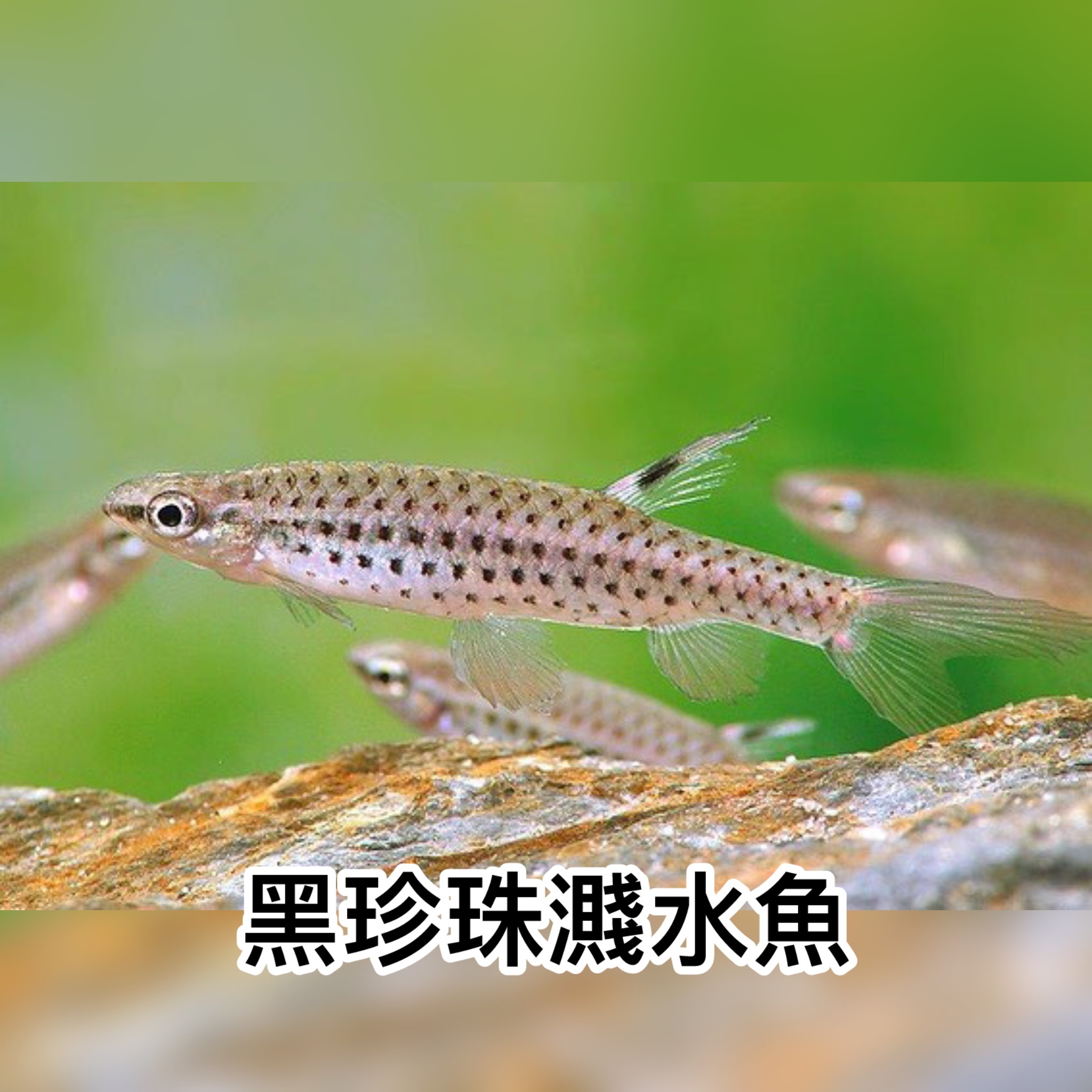 黑珍珠濺水魚｜Spotted tetra