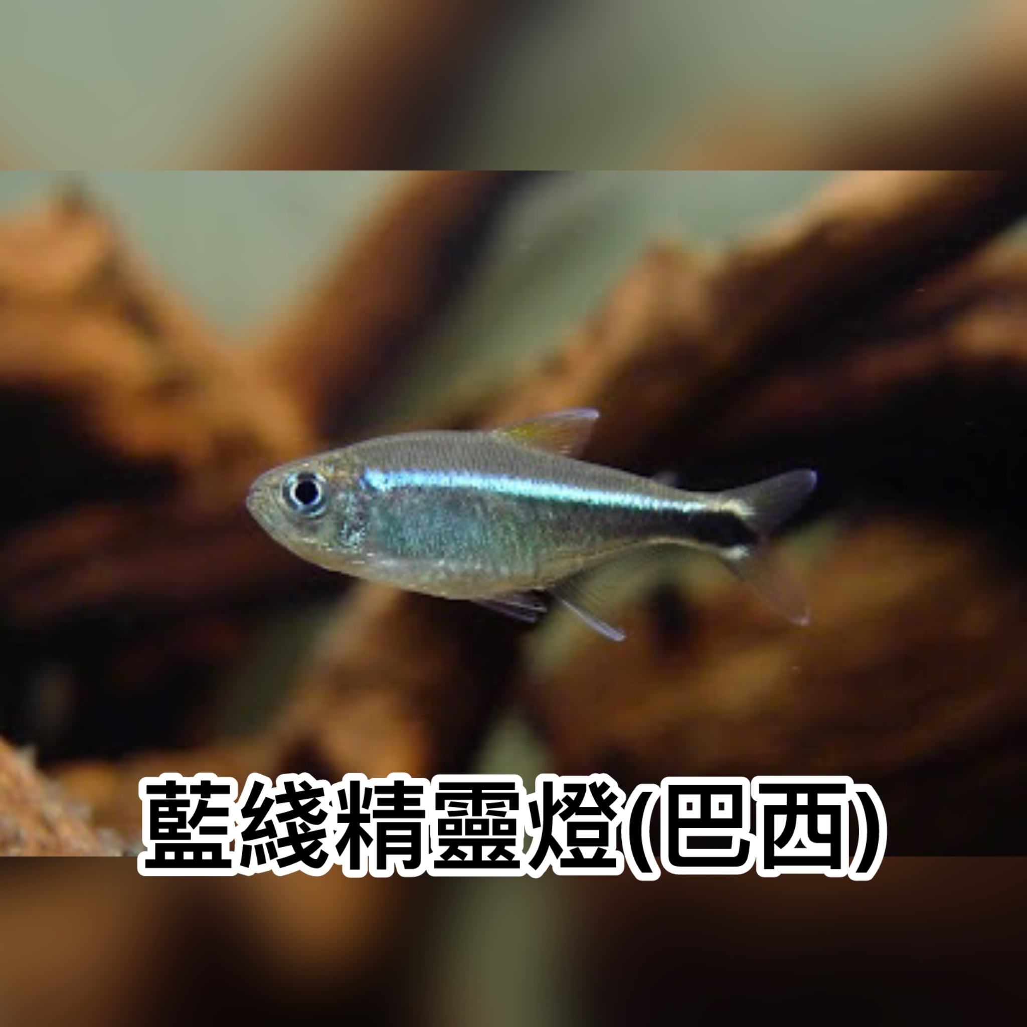 藍綫精靈燈(巴西)｜Armstrongs tetra