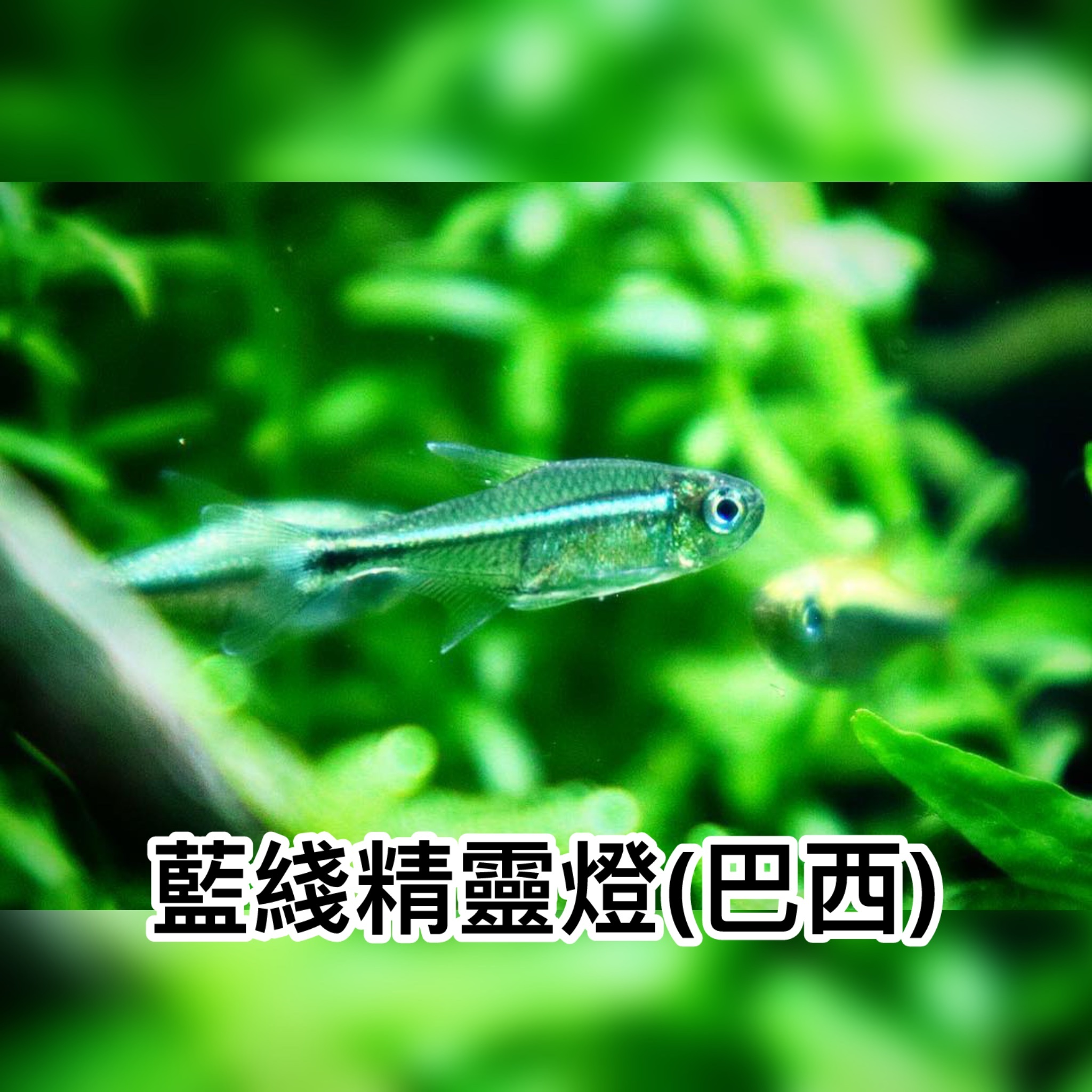藍綫精靈燈(巴西)｜Armstrongs tetra