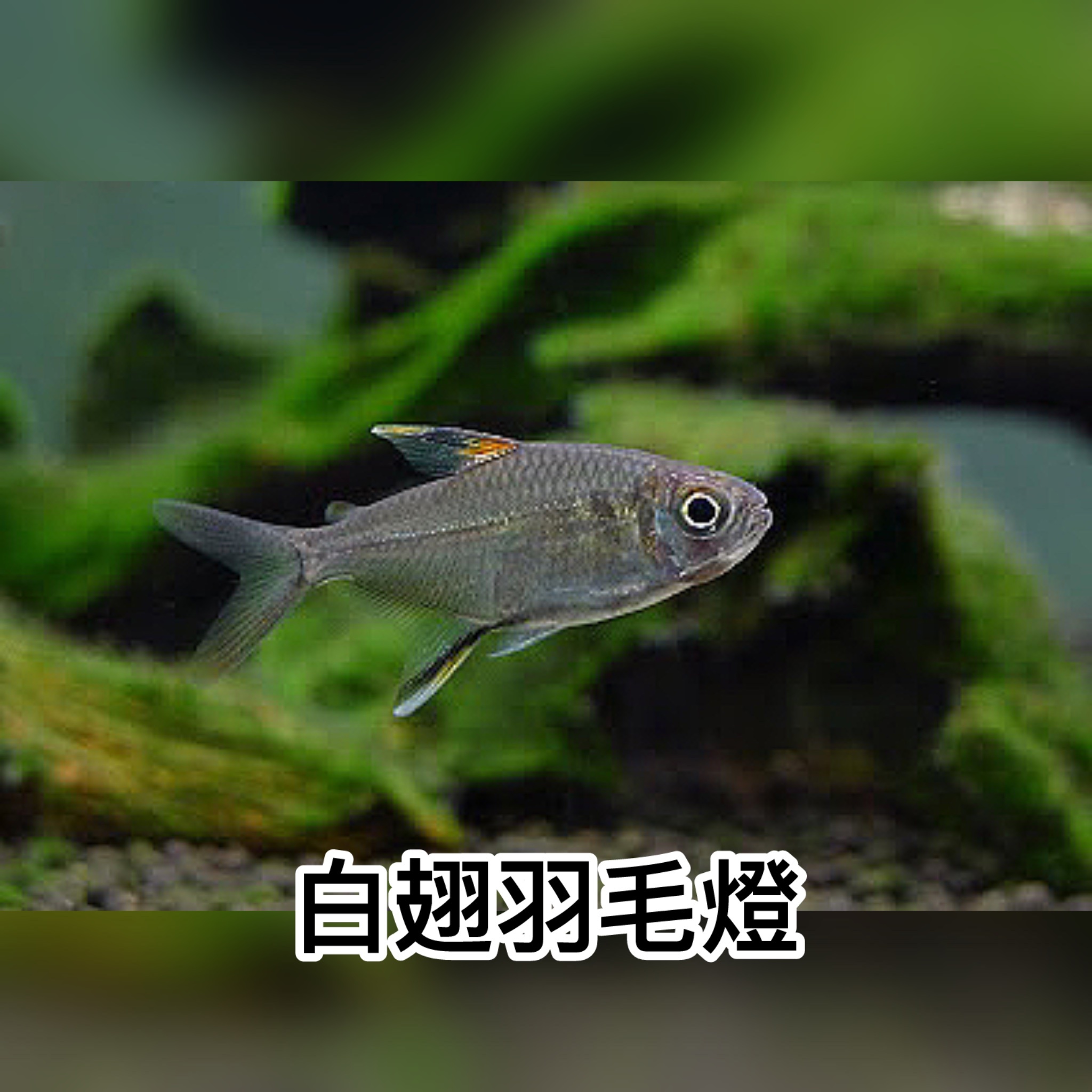 白翅羽毛燈｜Moenkhausia sp. from Suriname