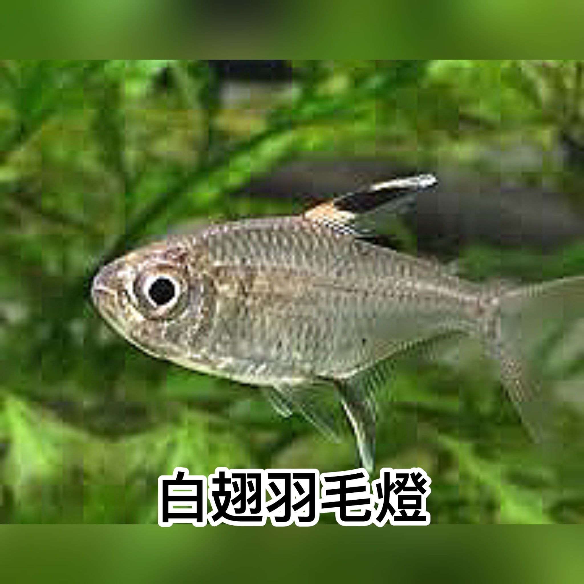 白翅羽毛燈｜Moenkhausia sp. from Suriname