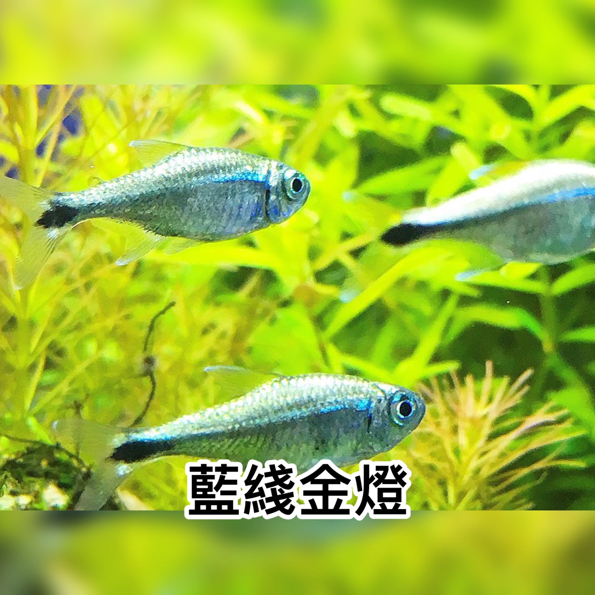 藍綫金燈｜Armstrongs tetra