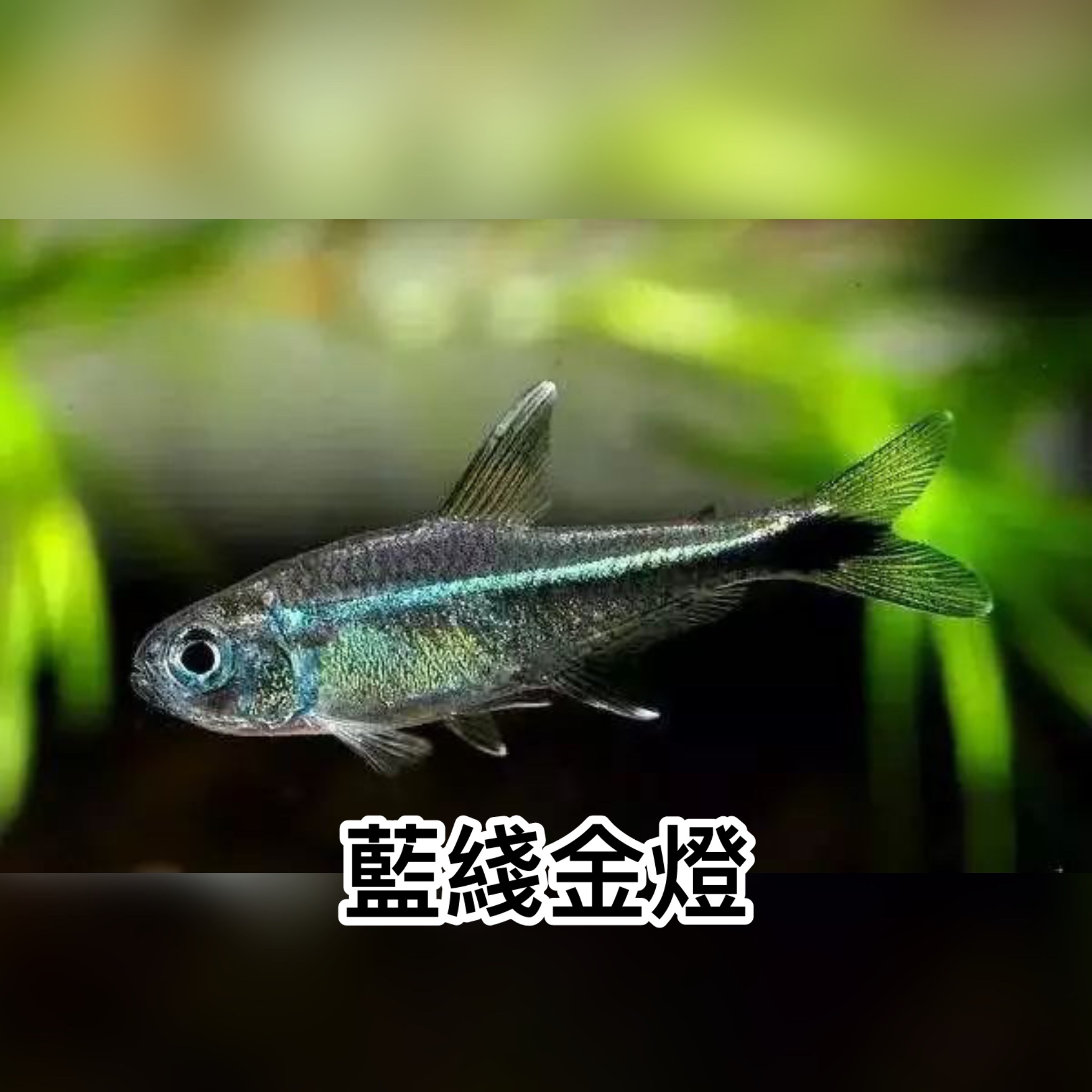 藍綫金燈｜Armstrongs tetra