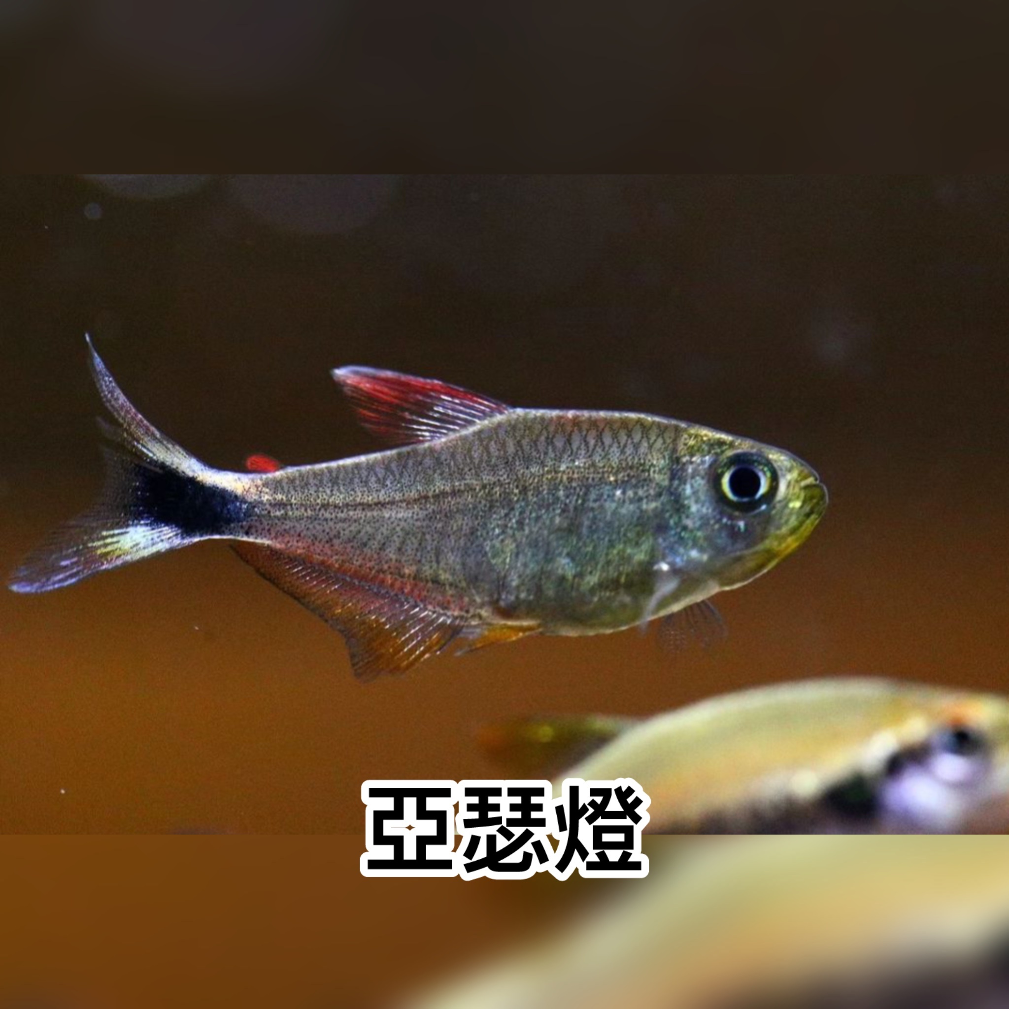 亞瑟燈｜Hyphessobrycon robustulus