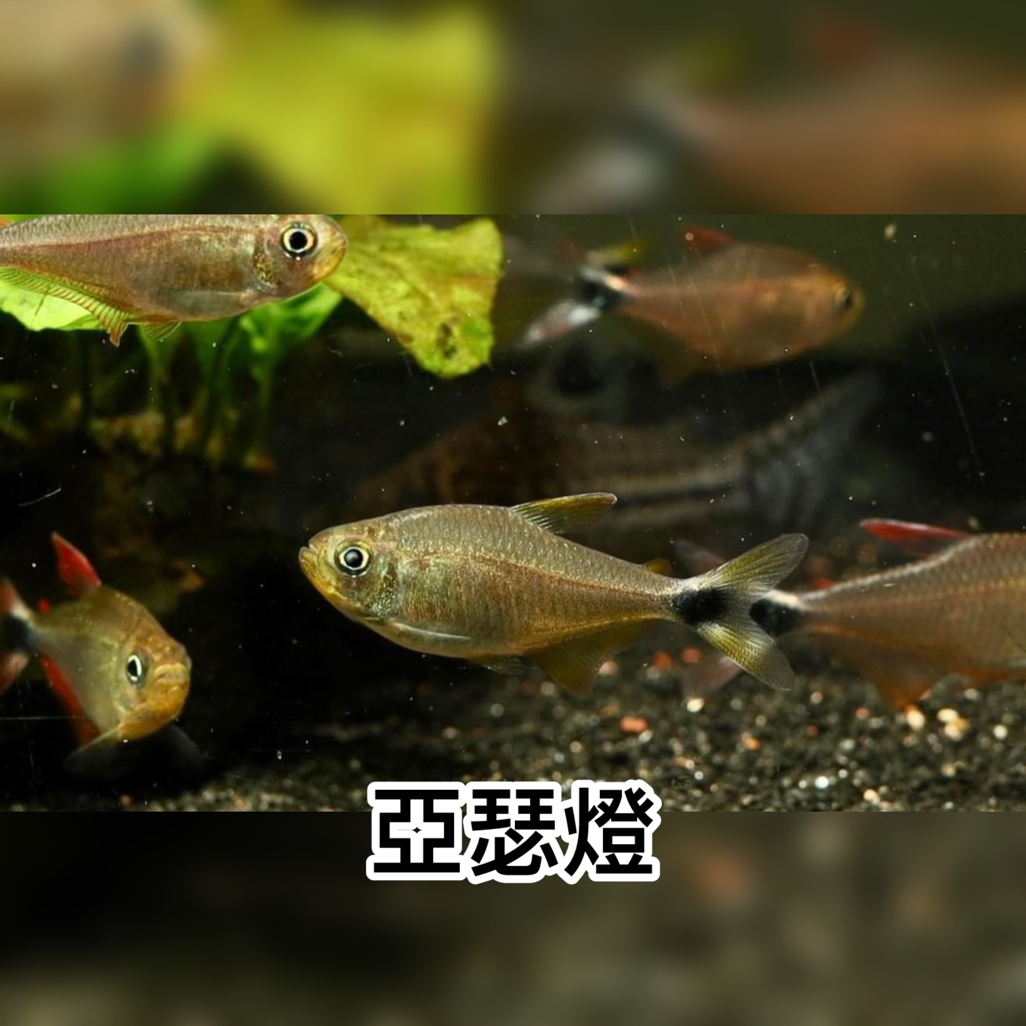 亞瑟燈｜Hyphessobrycon robustulus