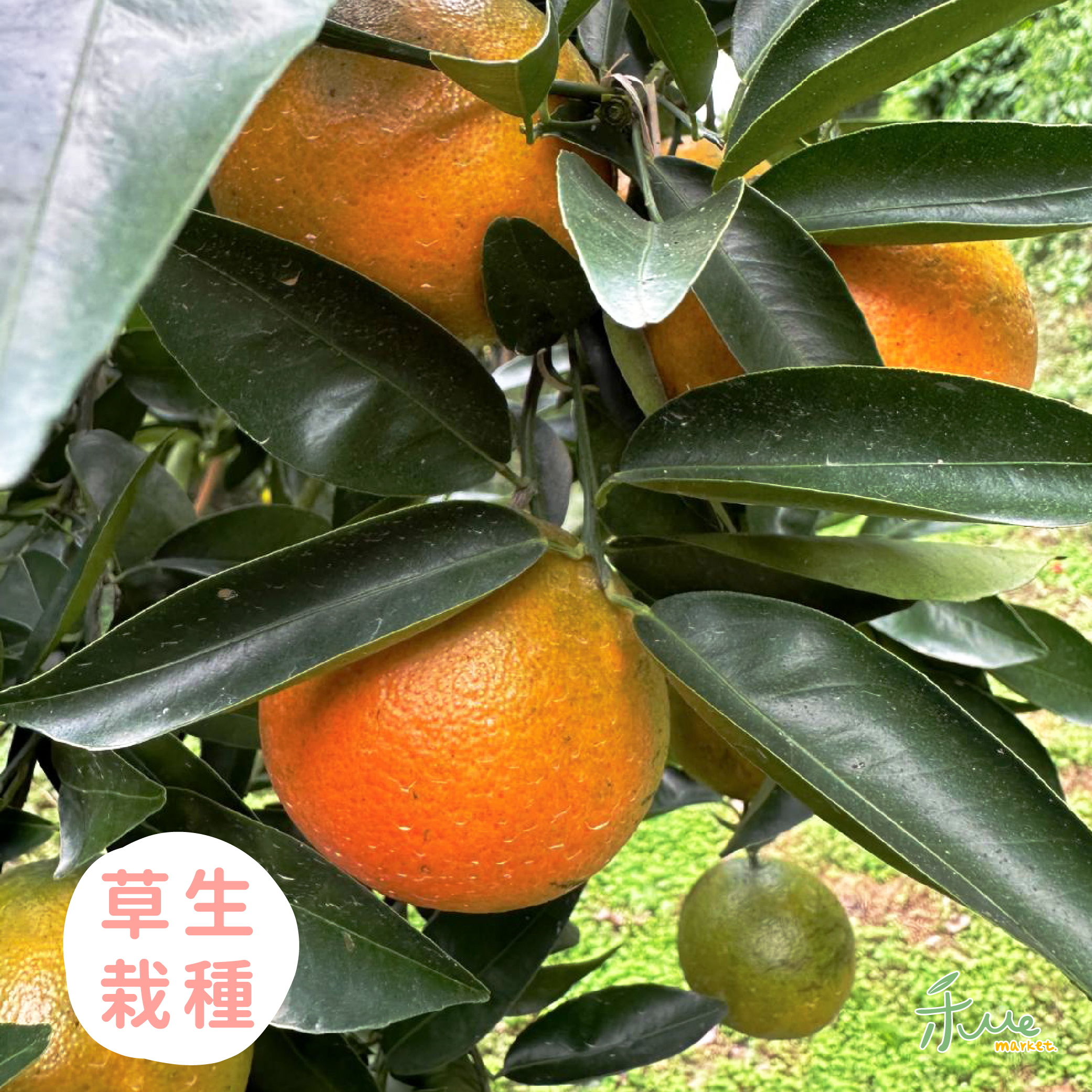 【南投】佛利蒙柑