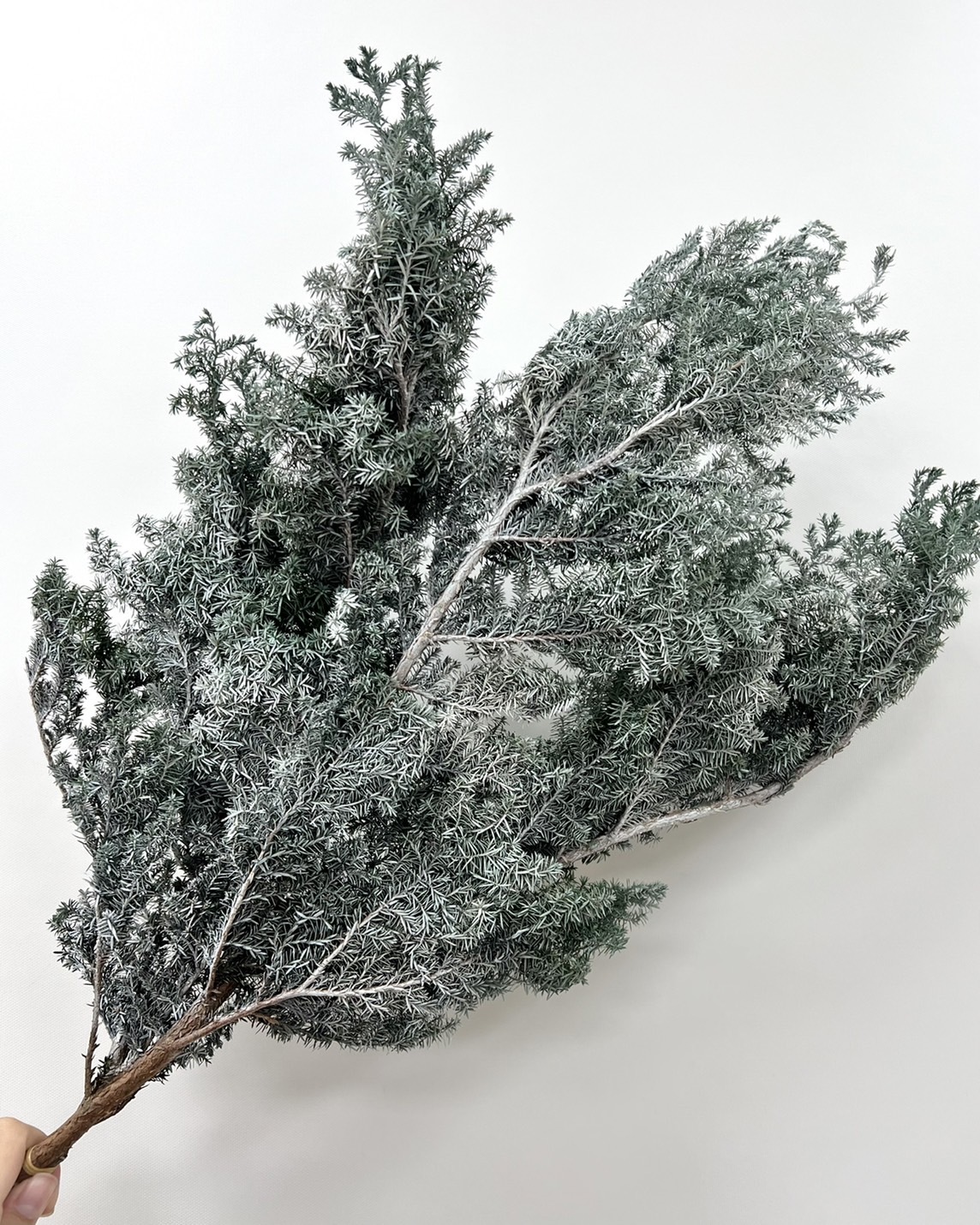 改色白雪雪松 01320-730